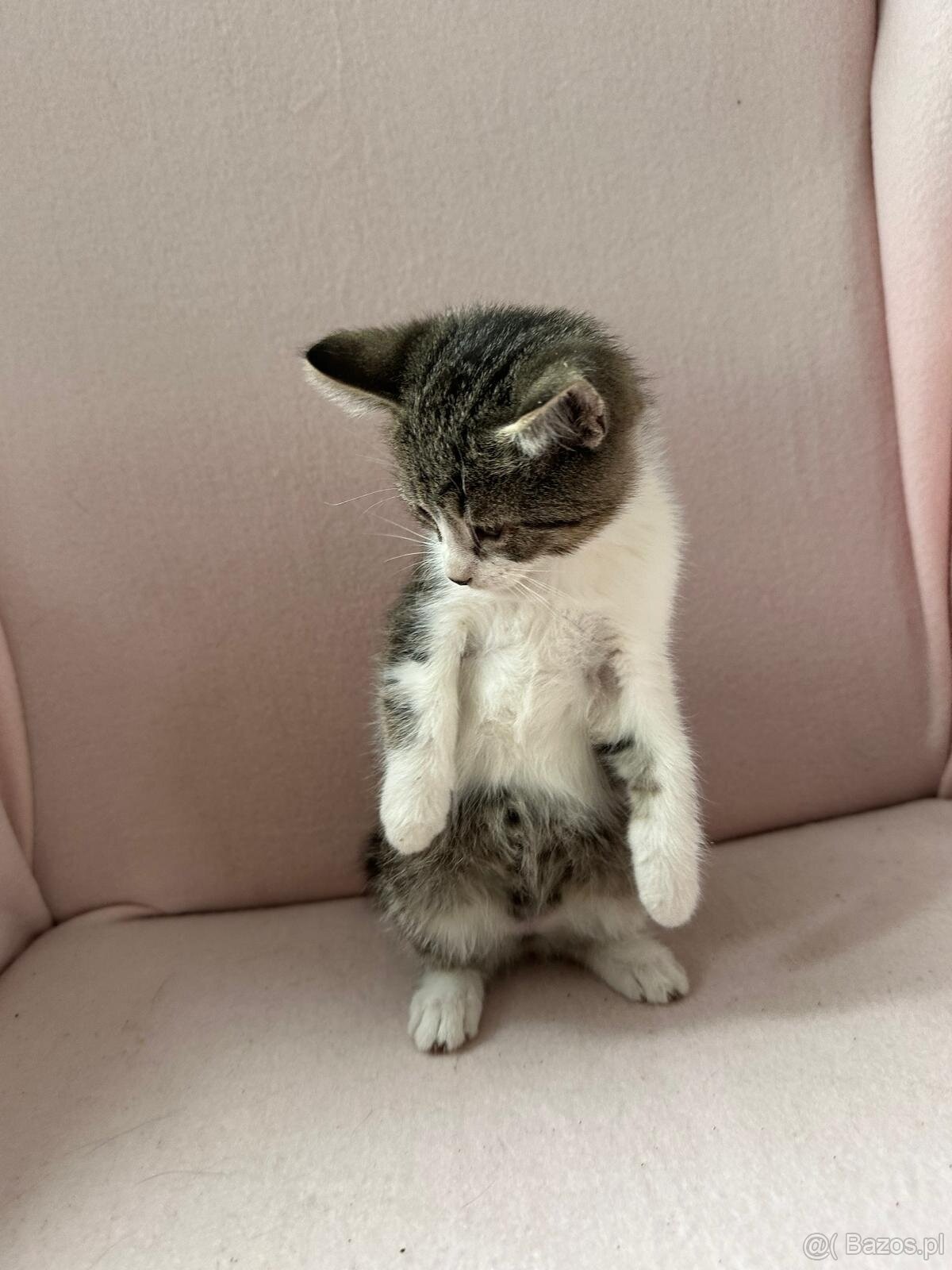 Oddam cztery małe kotki trzymiesieczne - 8