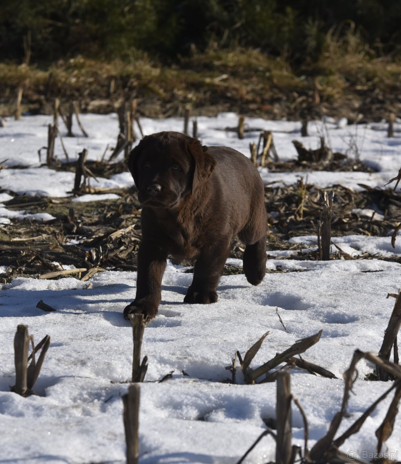 Labrador Retriever szczenie z rod ZKwP, FCI Badania Genetycz - 8