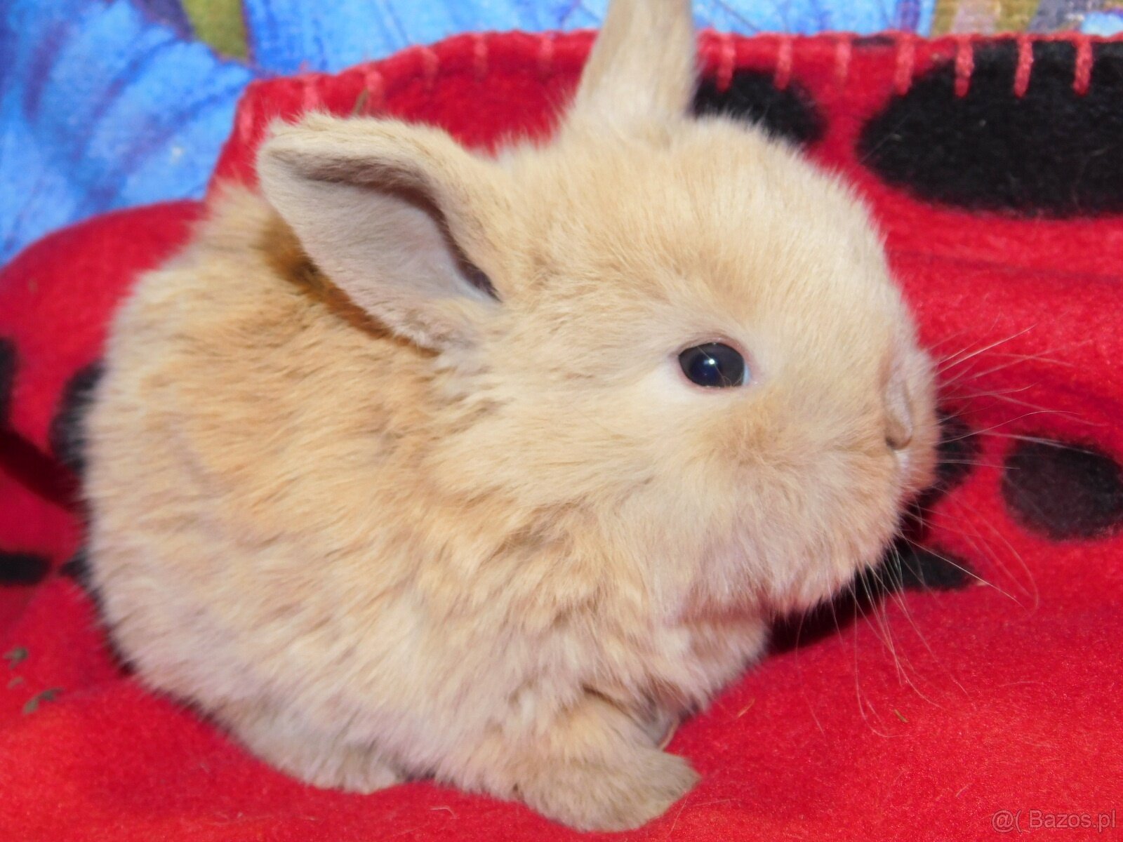 Białe króliczki z ciemną obwódką wokół oczu - 8