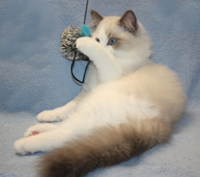 RAGDOLL koťátka: - 8