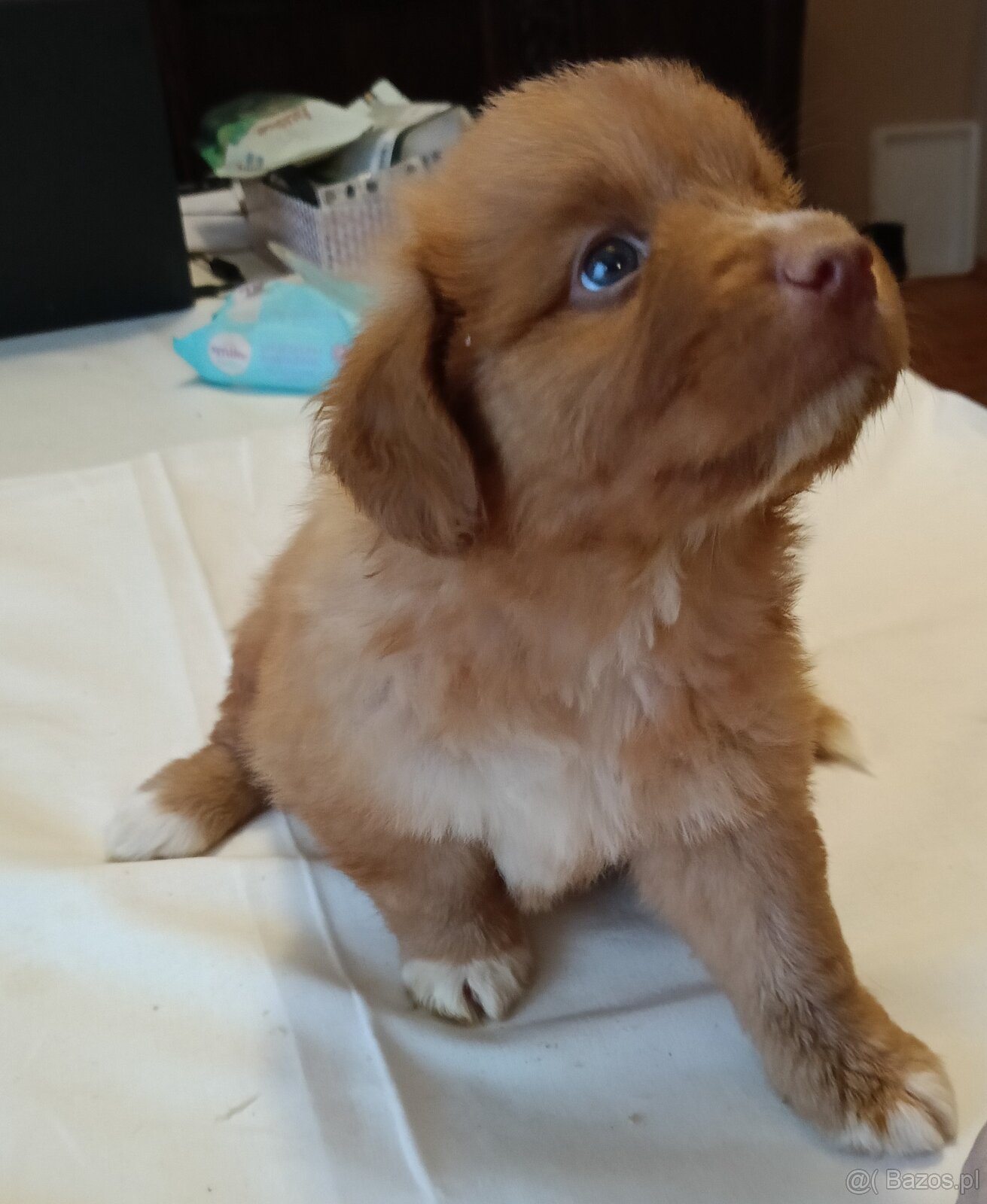 Nova Scotia Duck Tolling Retriever - szczeniaki - 8