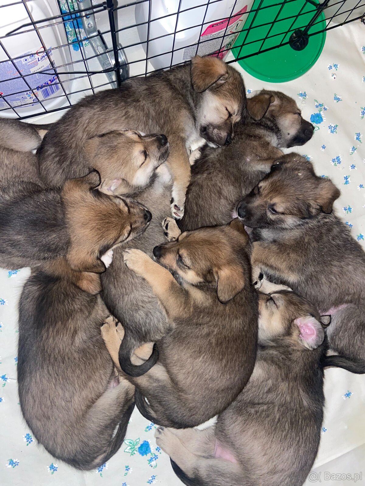 szczeniaki 8 tygodni - mama Beagle - 8