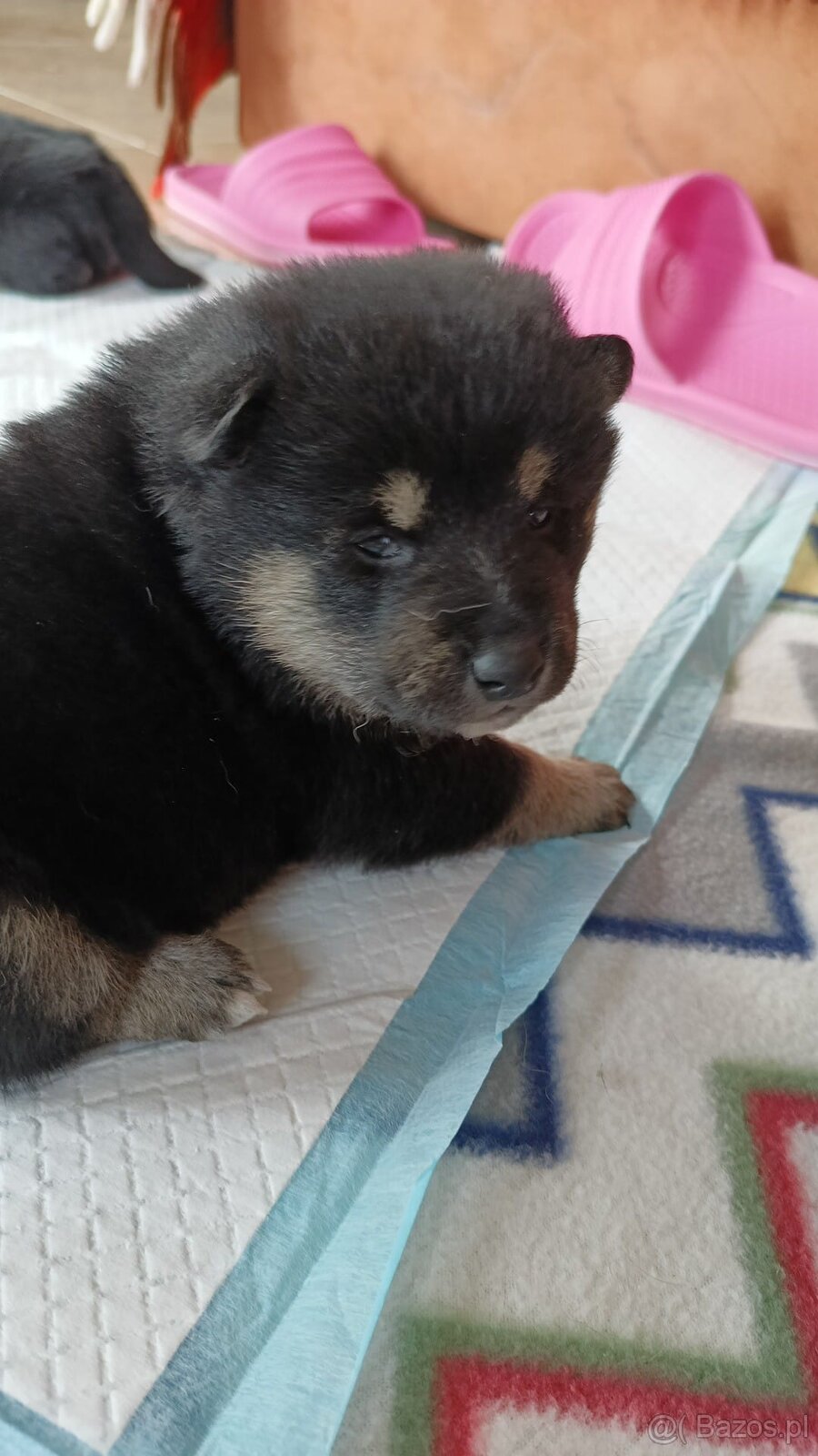 Shiba Inu + Nowy miot + Rezerwacja szczeniąt - 8