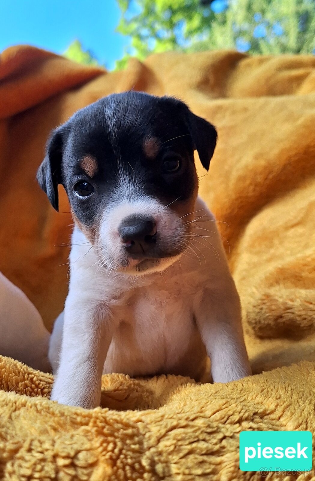 Parson Russell Terrier ZKwP FCI - 8