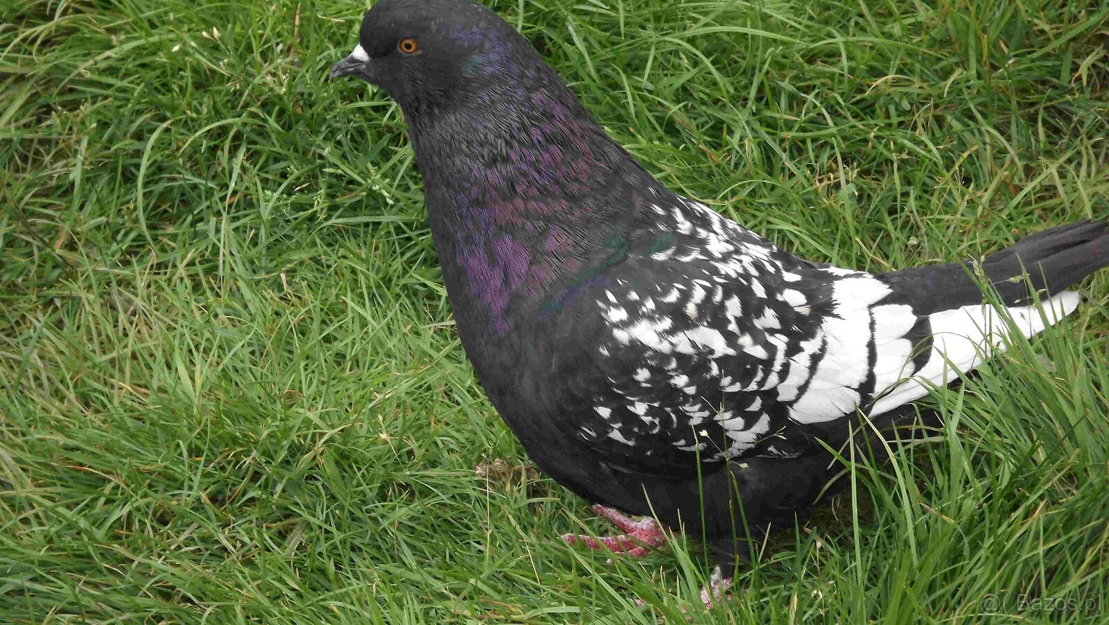 sprzedam gołębie - 8