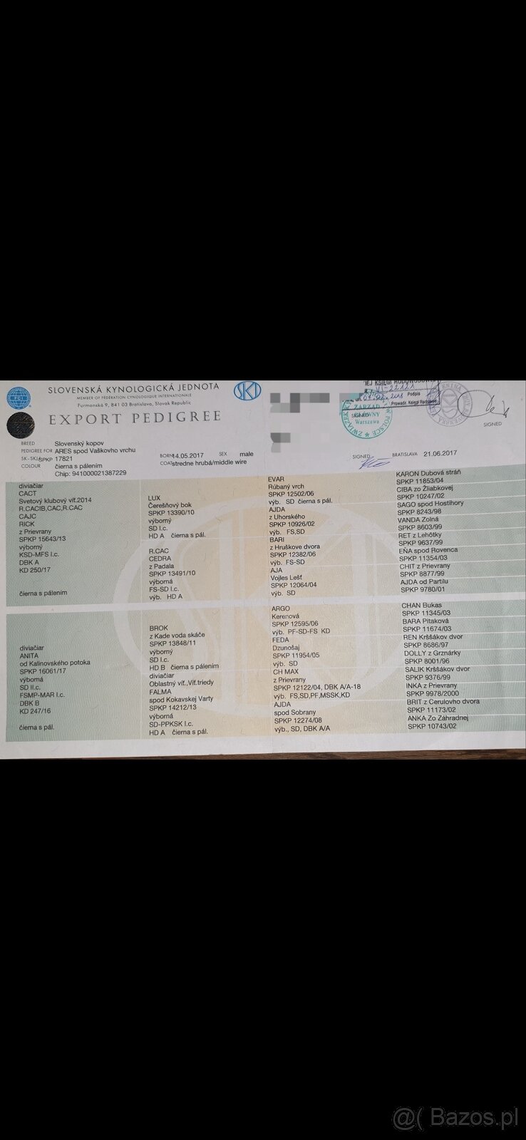 Gończy Słowacki KOPOV ZKwP FCI - 8