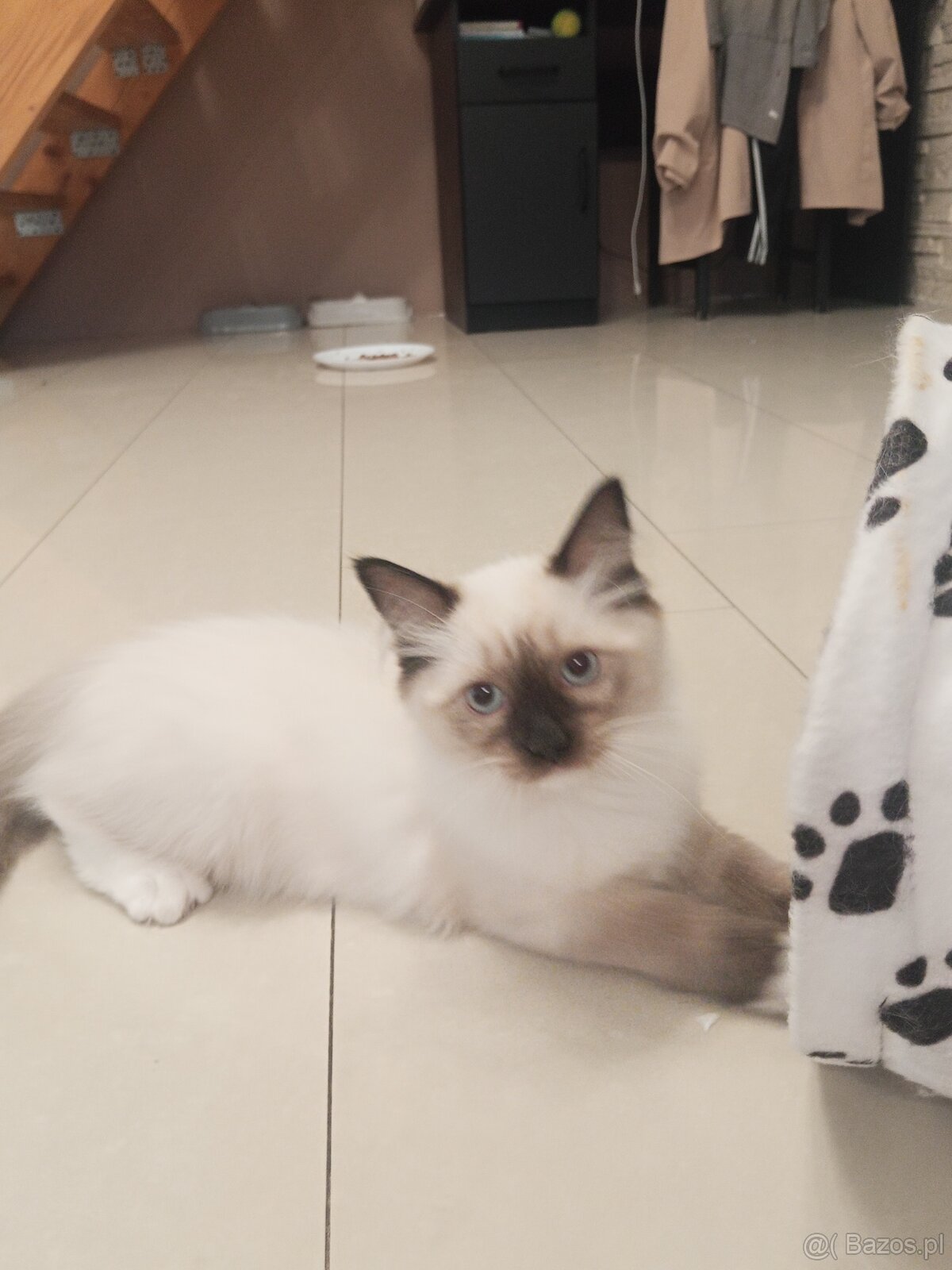 Kocurek Ragdoll LATTE FPL - 8