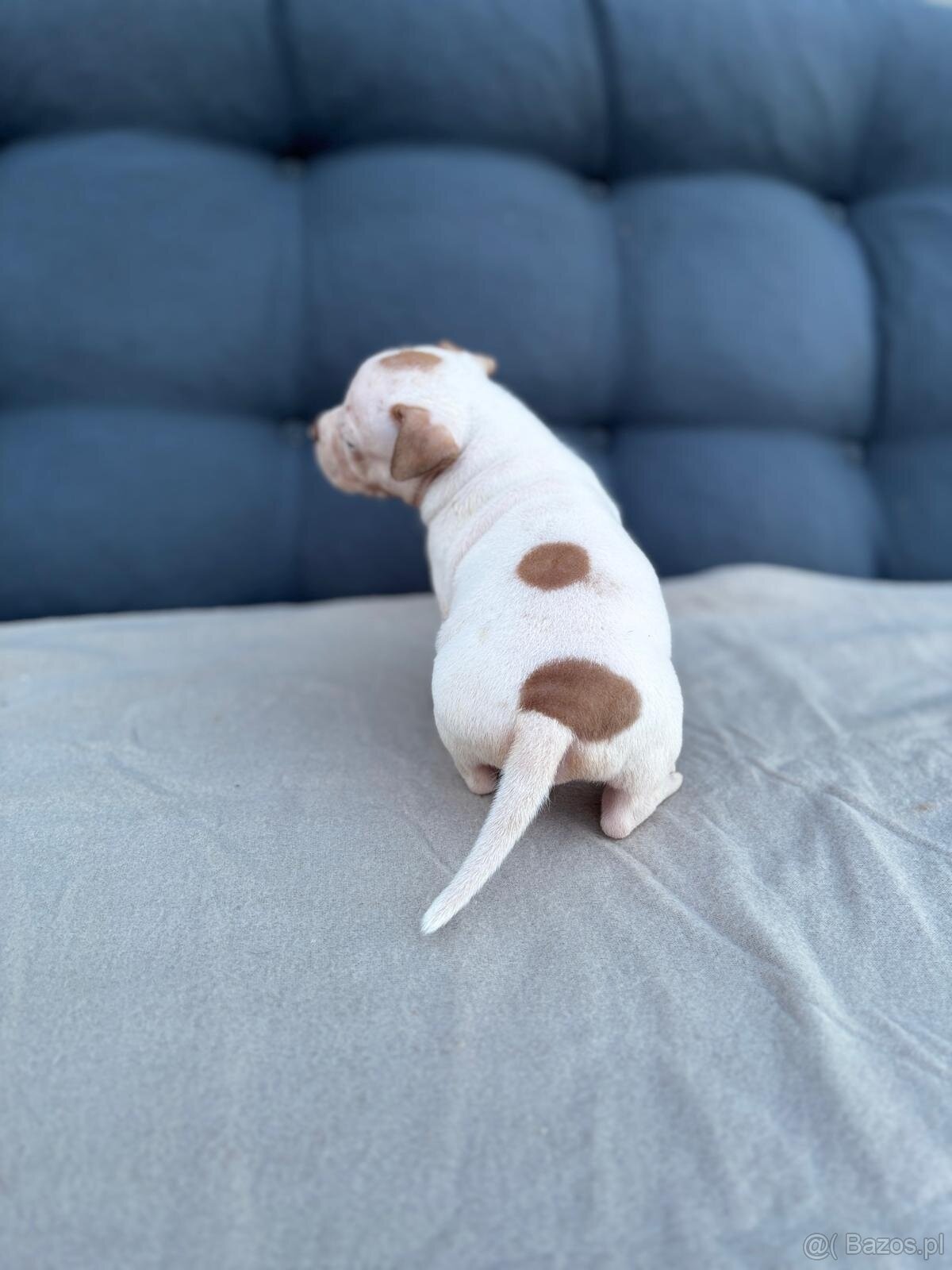 American Bully Pocket - 8