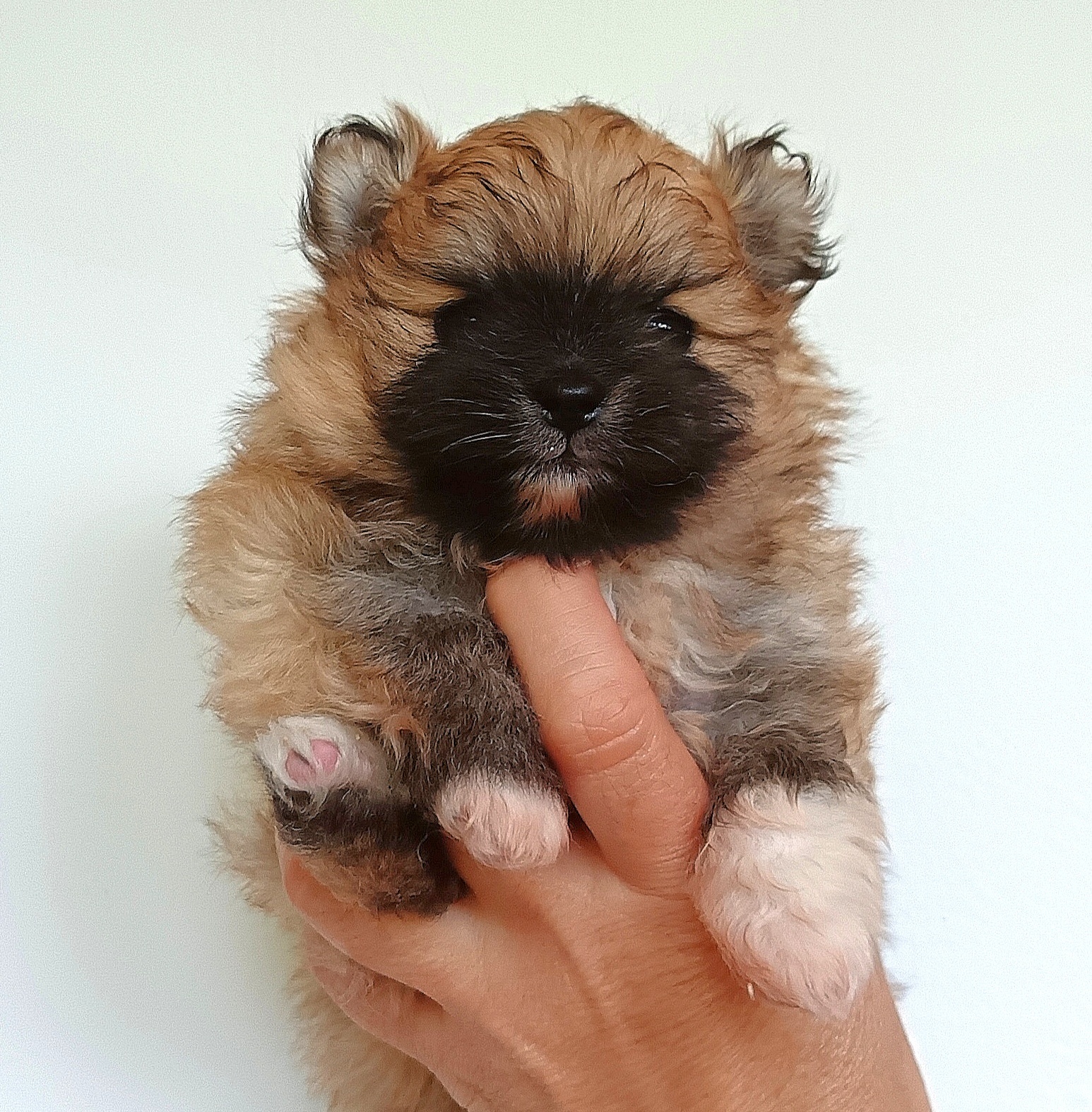 Štěňátka pomeranian s PP FCI - 8