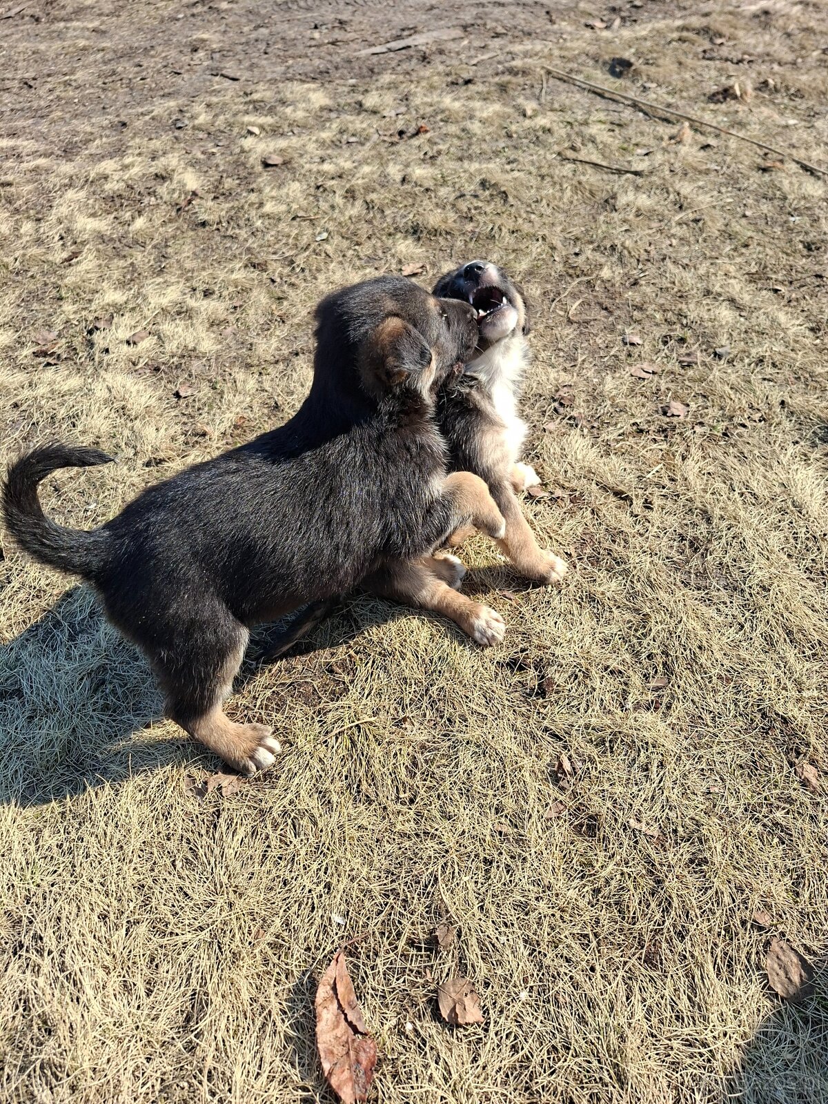 Oddam szczeniaczki za darmo - 8