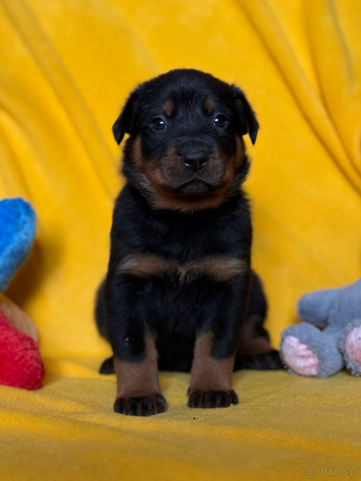 Beauceron - Owczarek francuski z rodowodem - 8