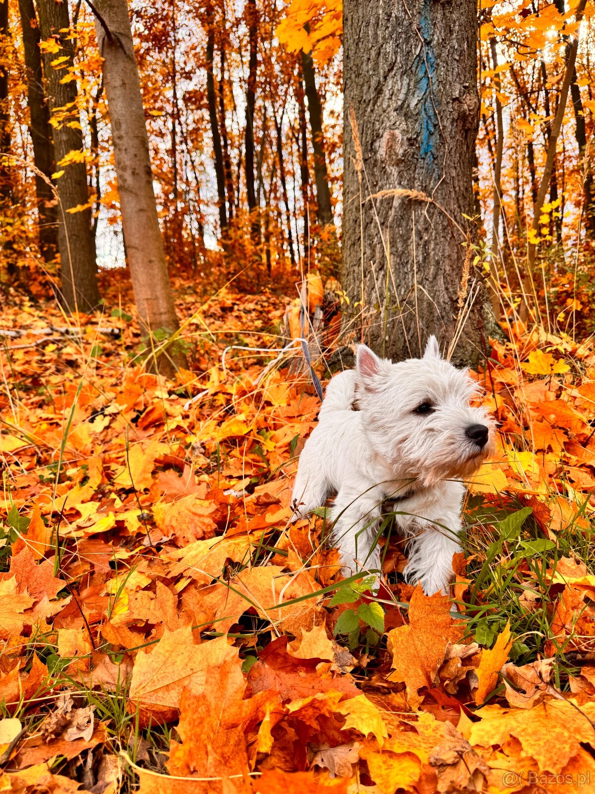 west highland white terrier - 8