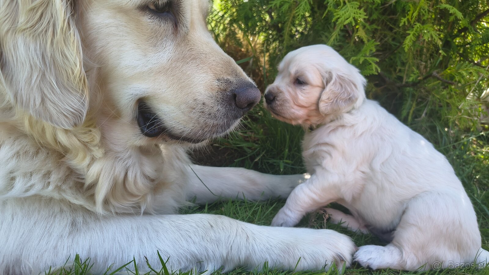 Szczenięta Golden retriever - 8