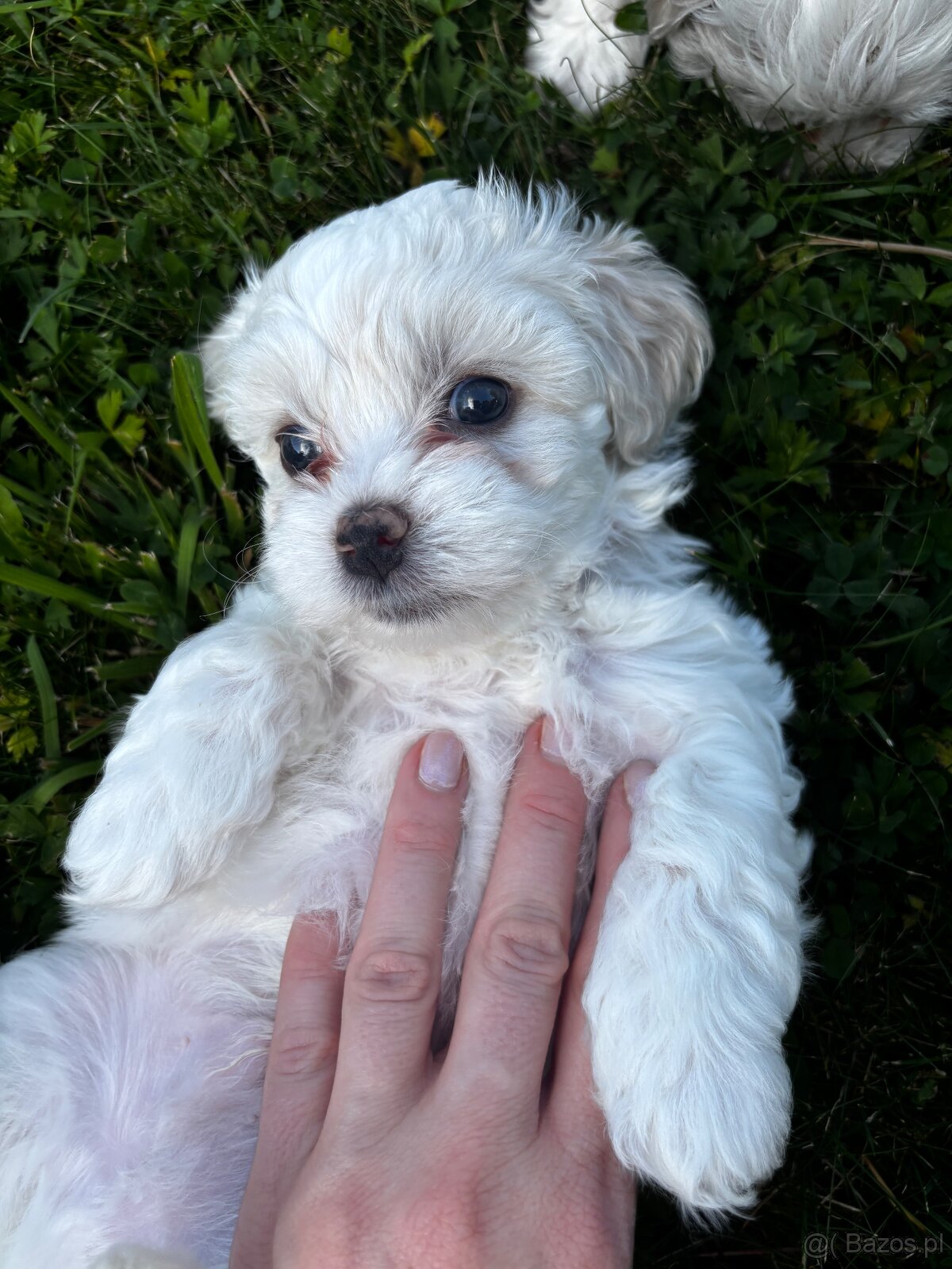 Szczeniaki maltipoo maltańczyk chłopcy - 8