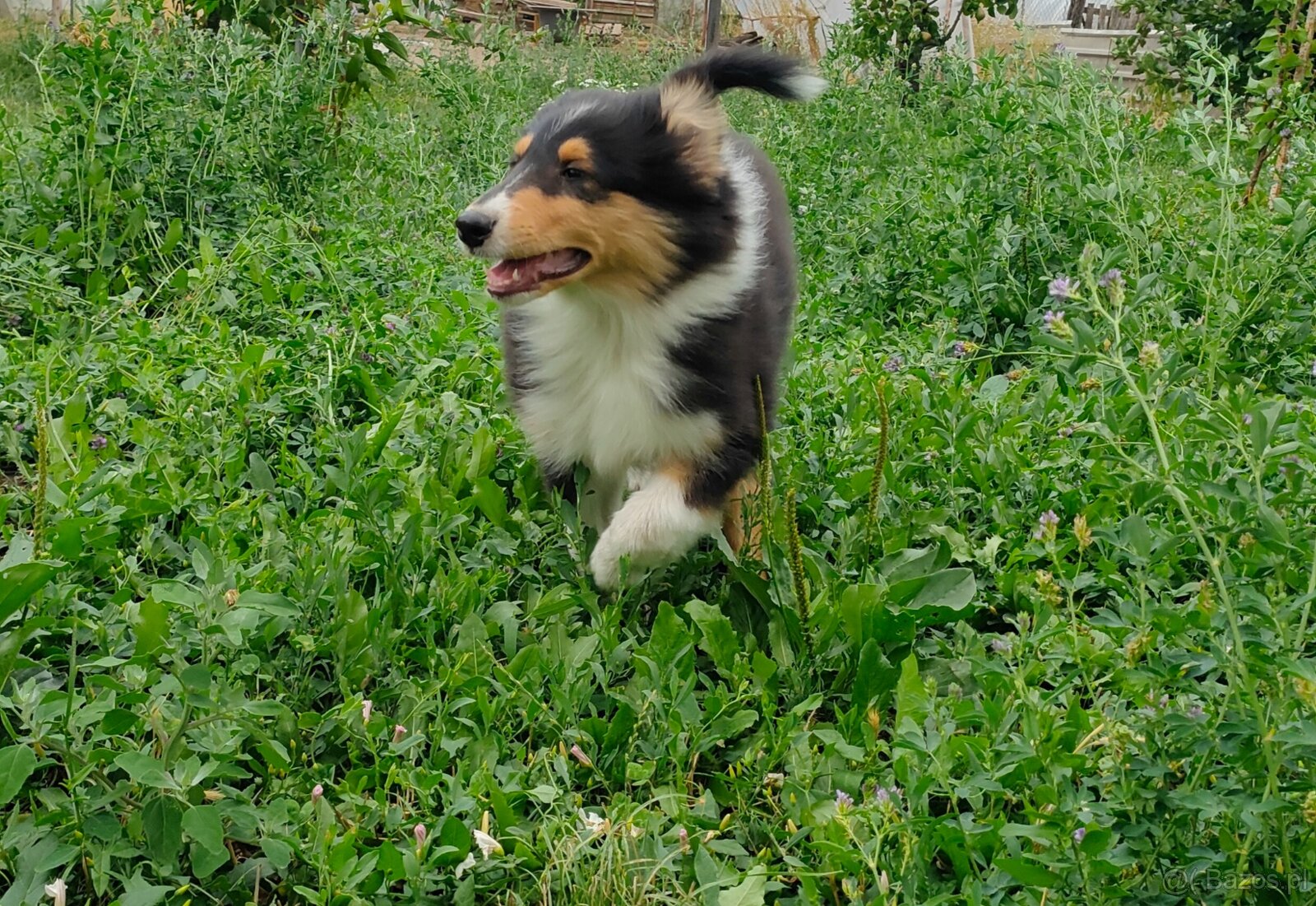 Owczarek szkocki collie FCI - szczeniak - 8