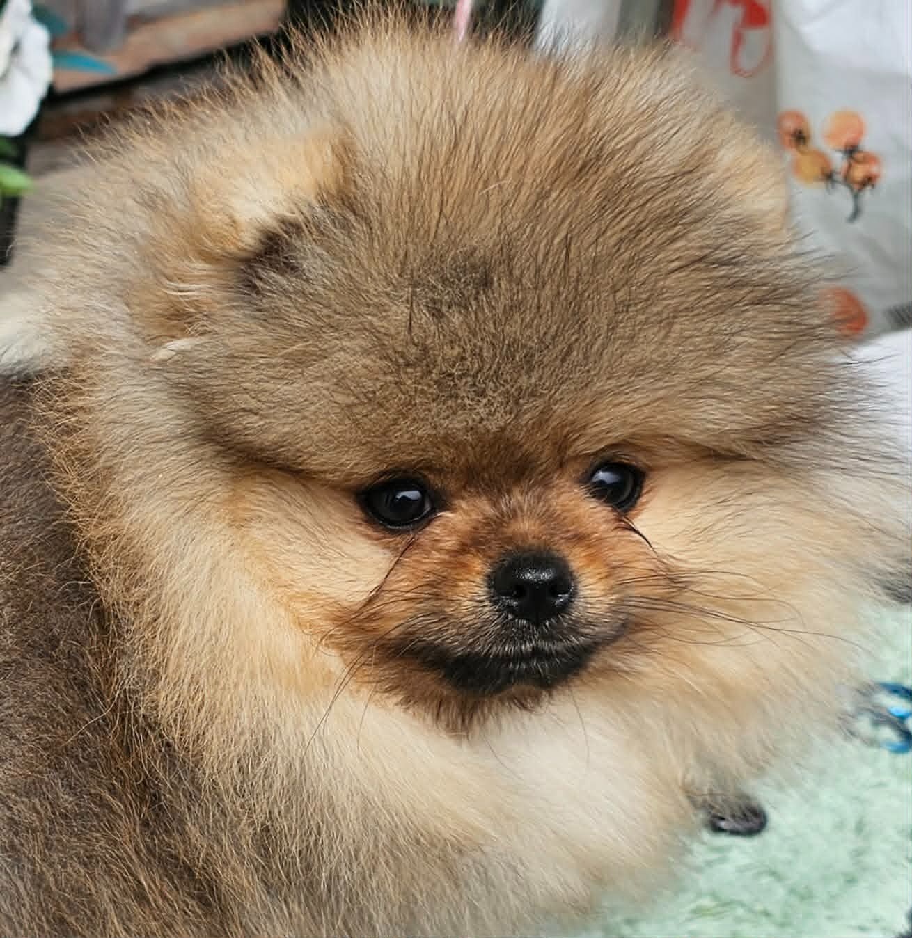 Szpic miniaturowy pomeranian piękne szczenięta. - 8