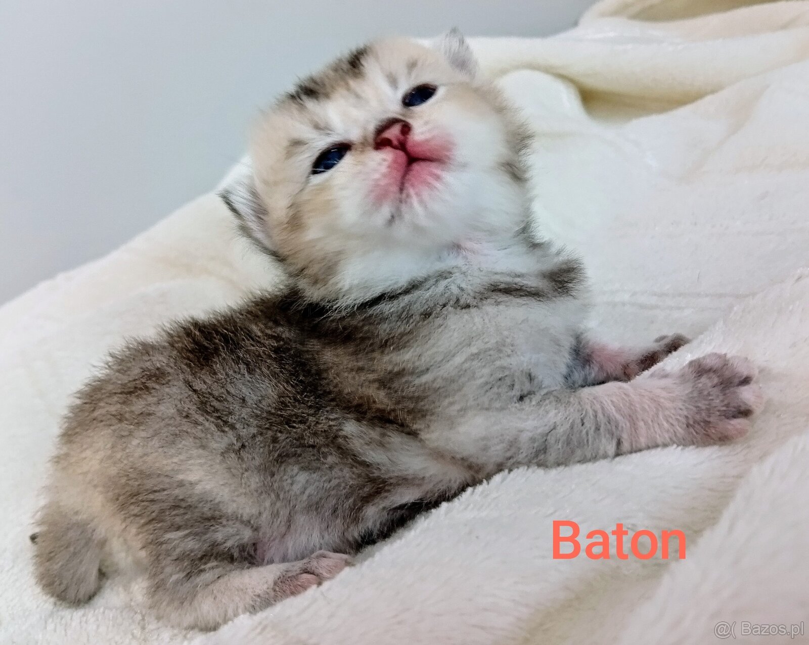 Cudowne Kocie Maleństwa Szkockie Szynszyle - 8