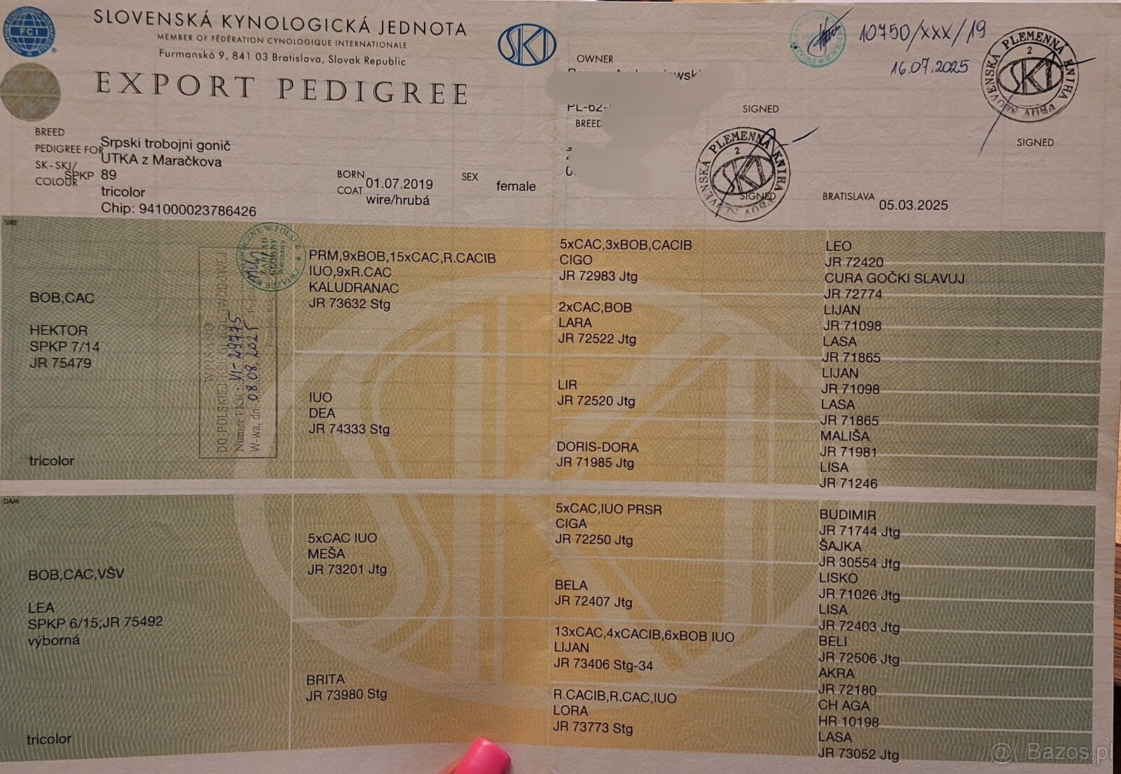 Gończy Serbski trzykolorowy ZKWP FCI nie Gończy Polski - 8