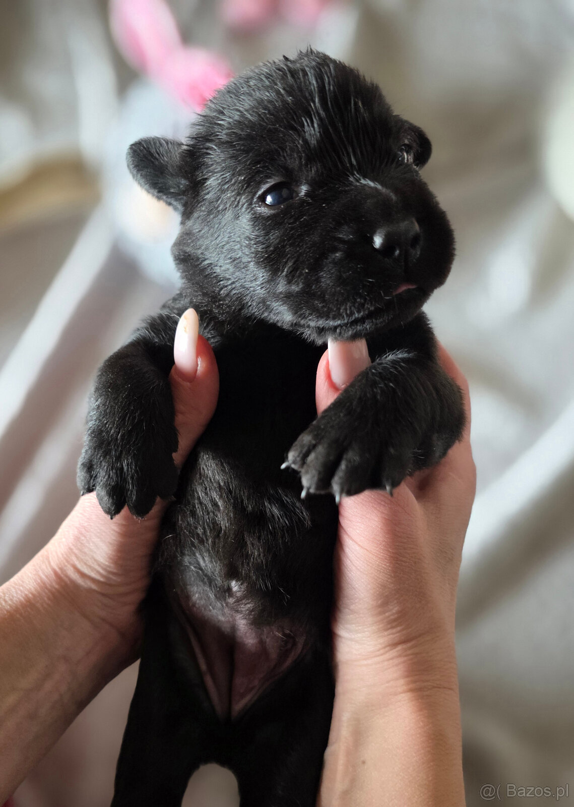 Labrador czarne ZKwP (FCI) szczenięta po Championie, suczki - 8