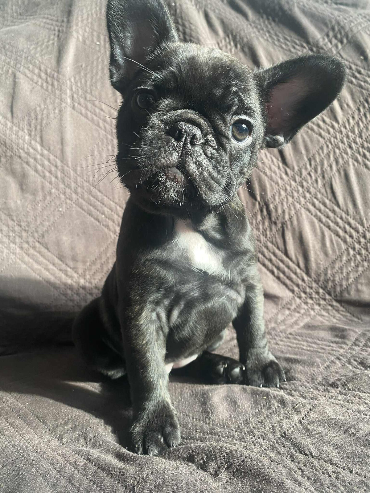 Buldog francuski - 8