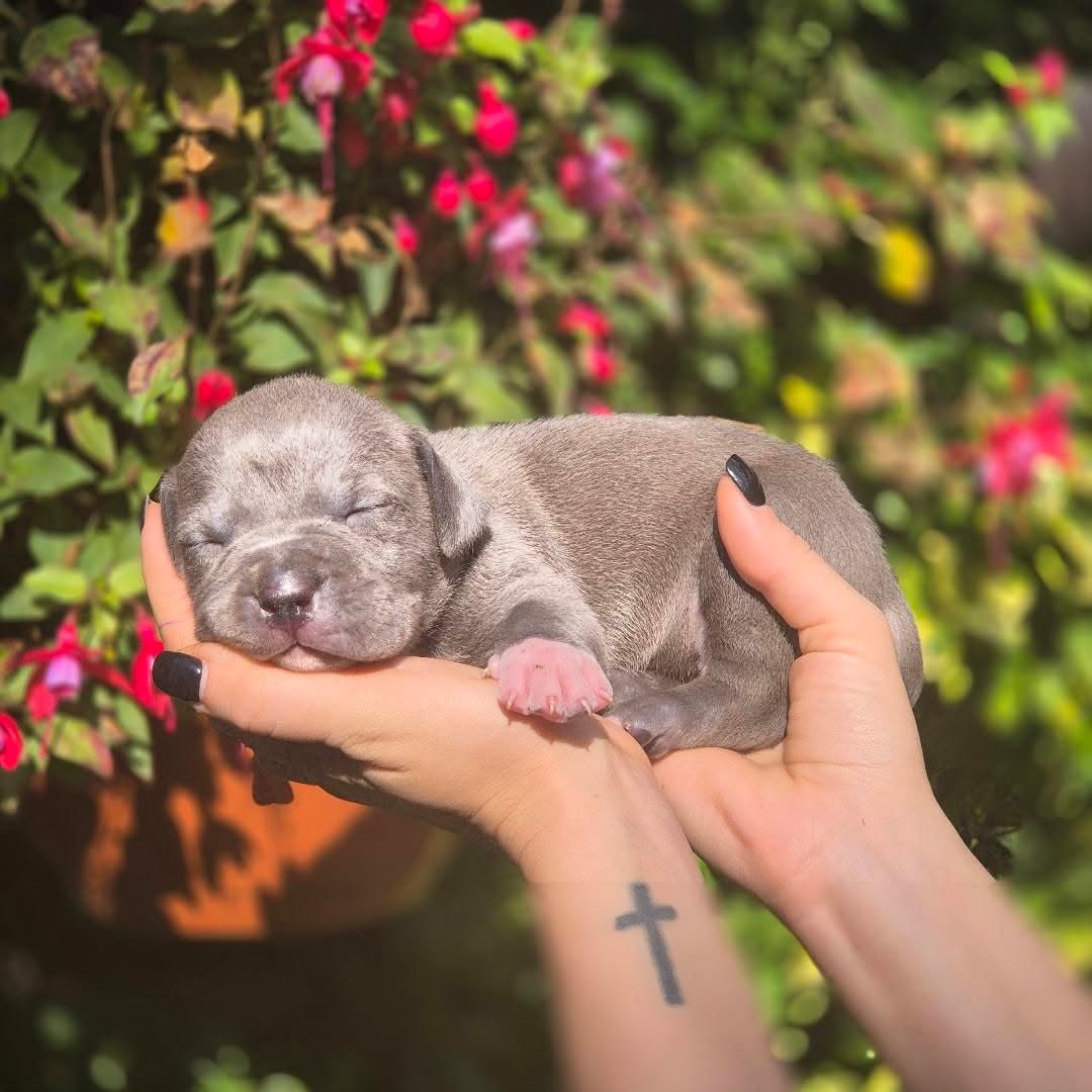 American Bully Xl - 8