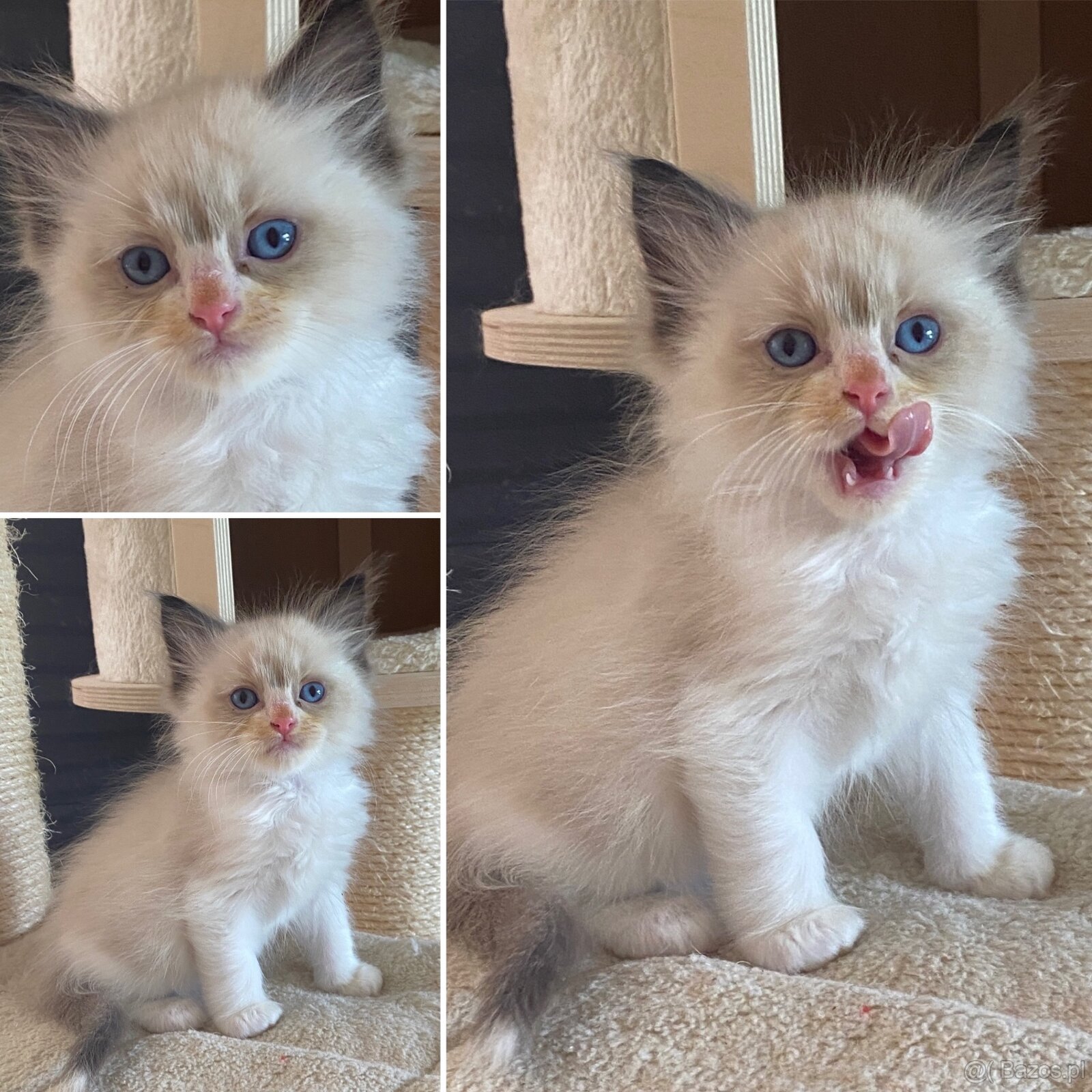 Kotki Ragdoll najspokojniejsza rasa kotów na świecie - 8