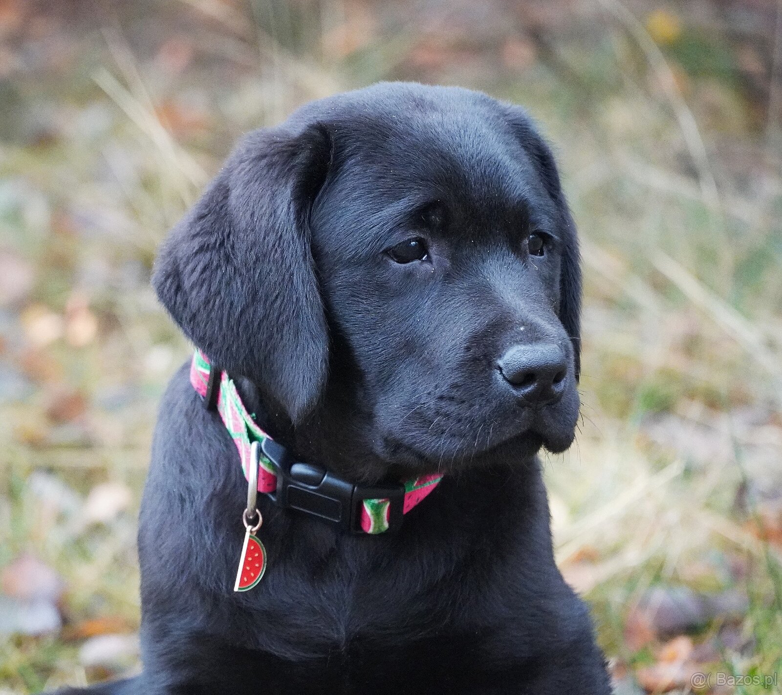 Labrador retriever, czarny piesek ZKwP/ FCI - 8