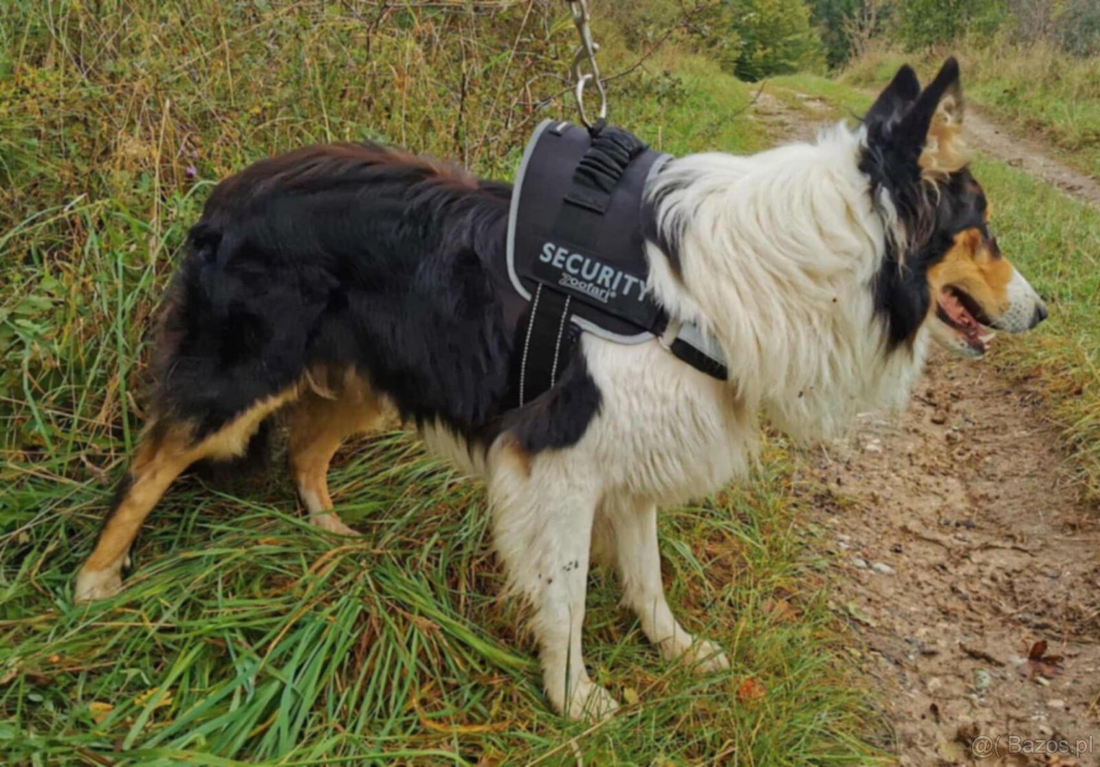 Owczarki szkockie - 8