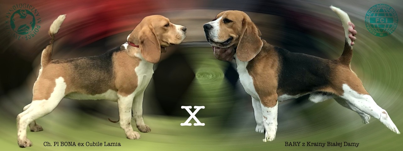 Beagle / Bigle - szczenięta rodowód ZKwP / FCI po Champion. - 8