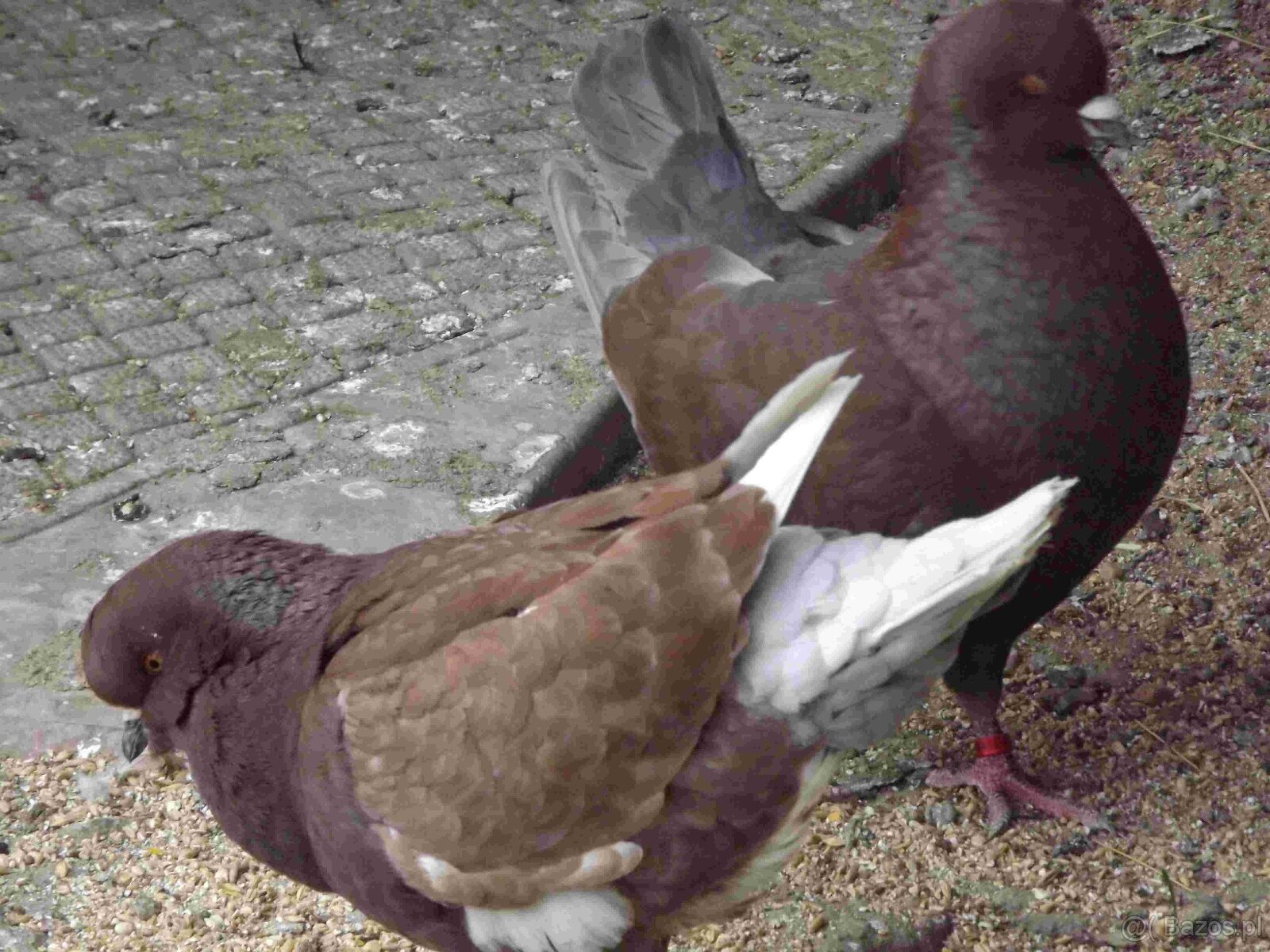 sprzedam gołębie - 8