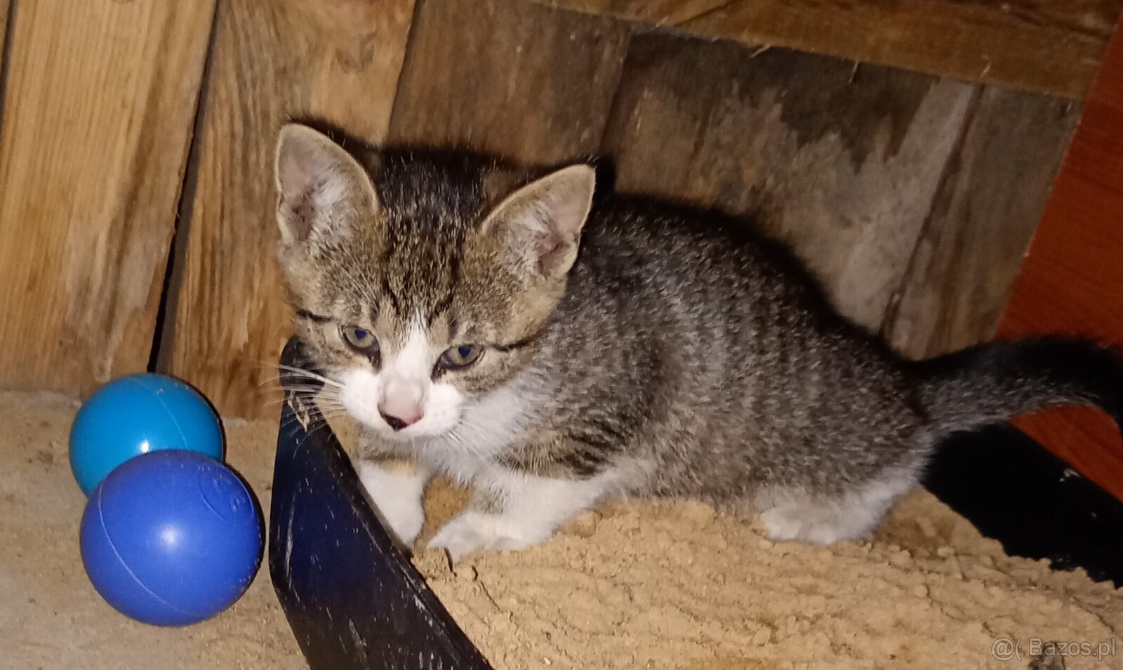 Oddam kotki w dobre ręce - 8