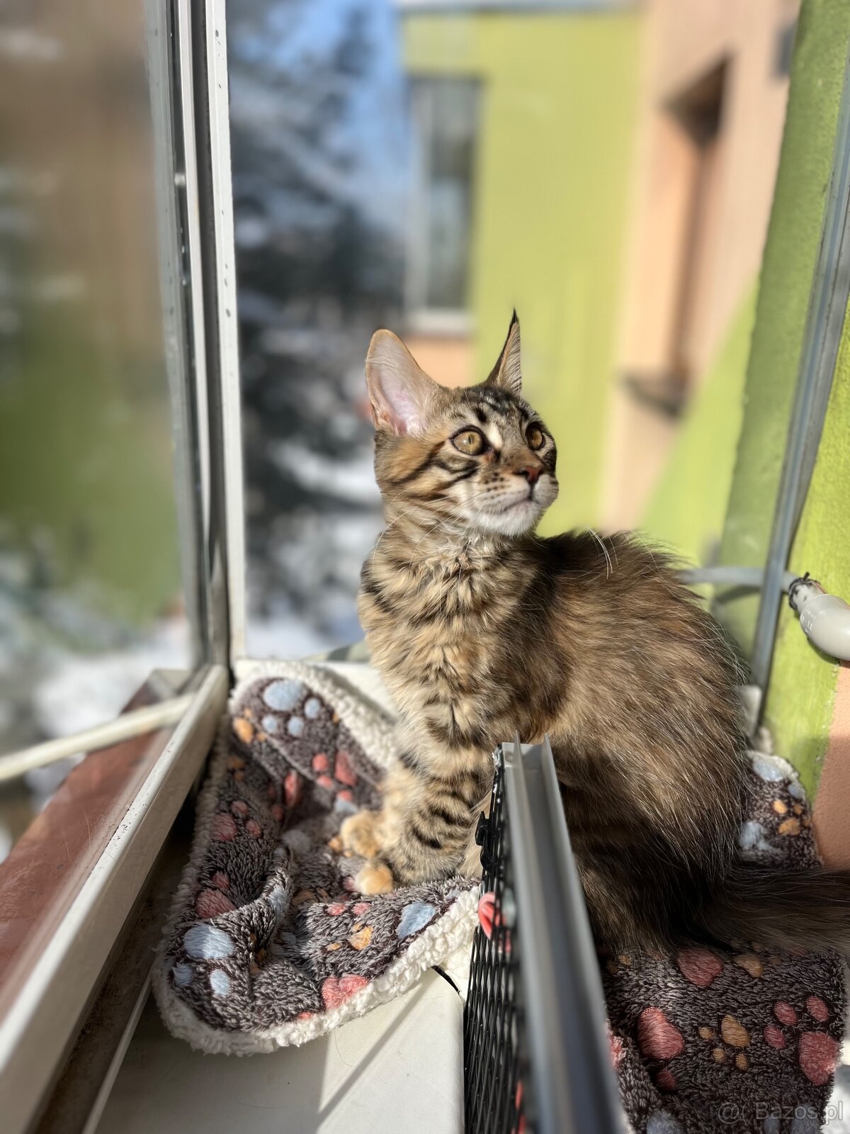 Kocięta Maine Coon s PP - 8