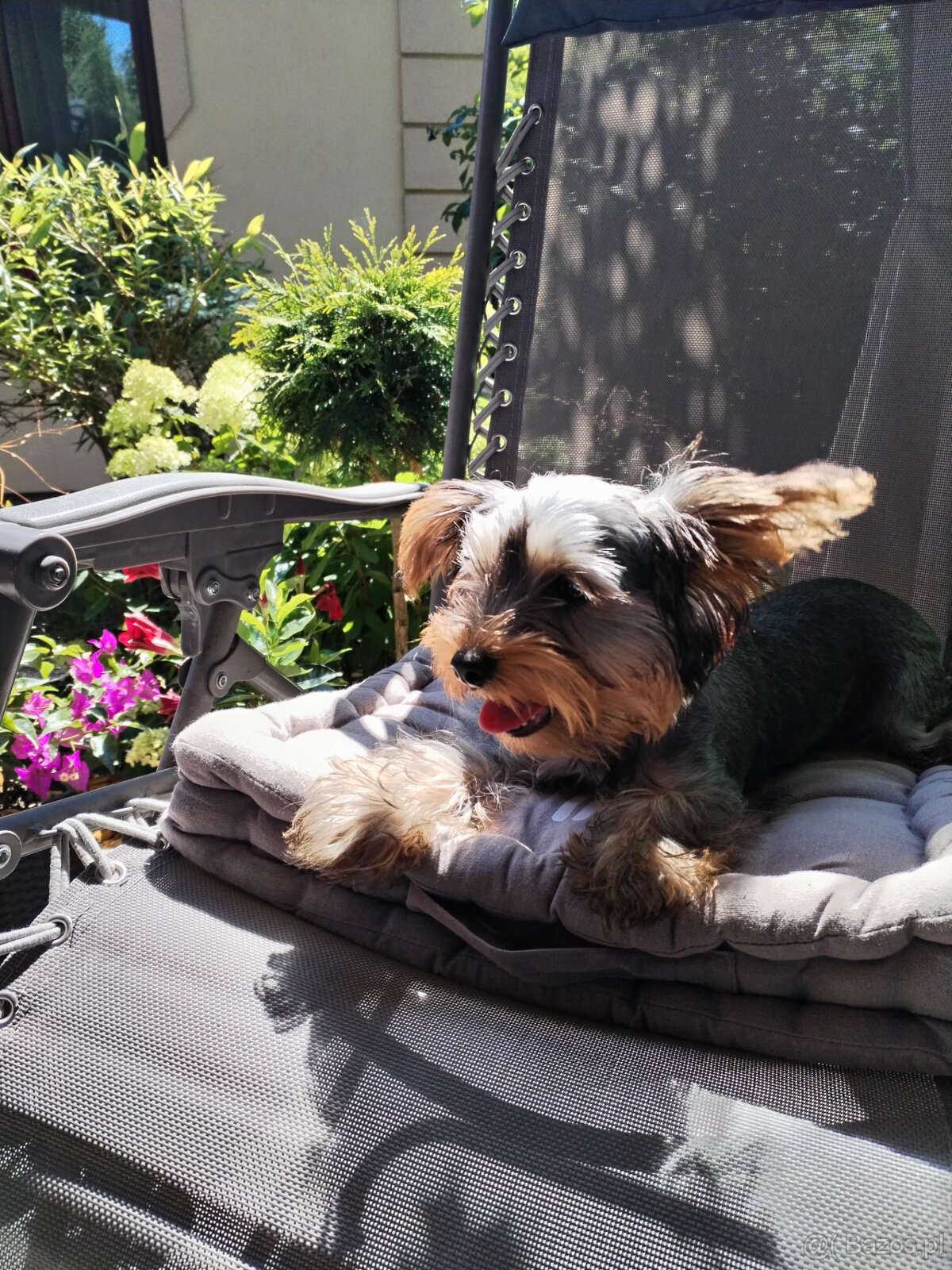 Yorkshire terrier suczka - 8