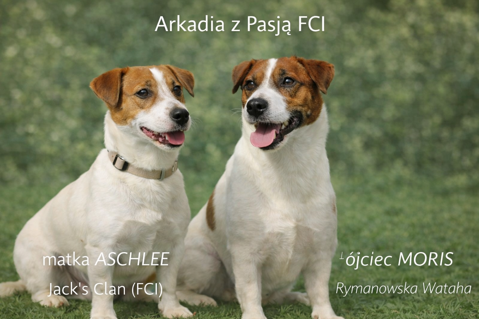 Jack Russell terrier - 8