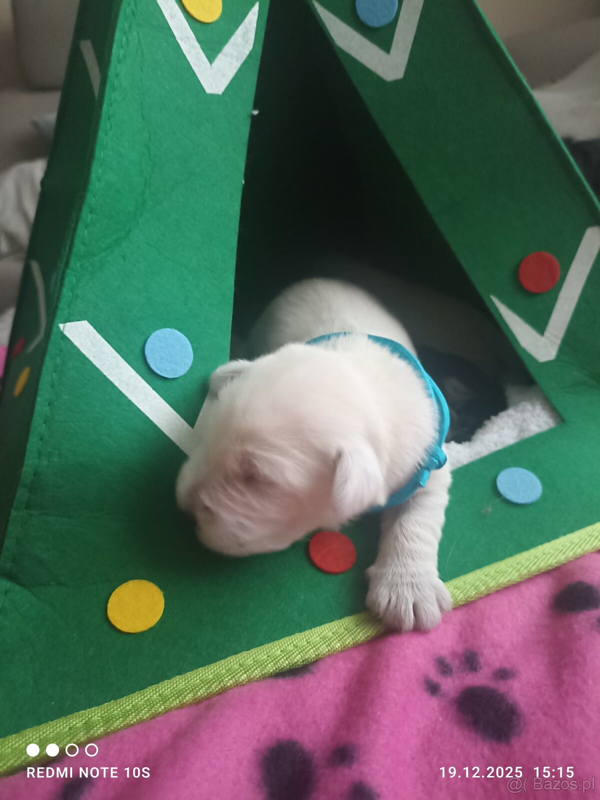 Sznaucerki szukają domku - 8