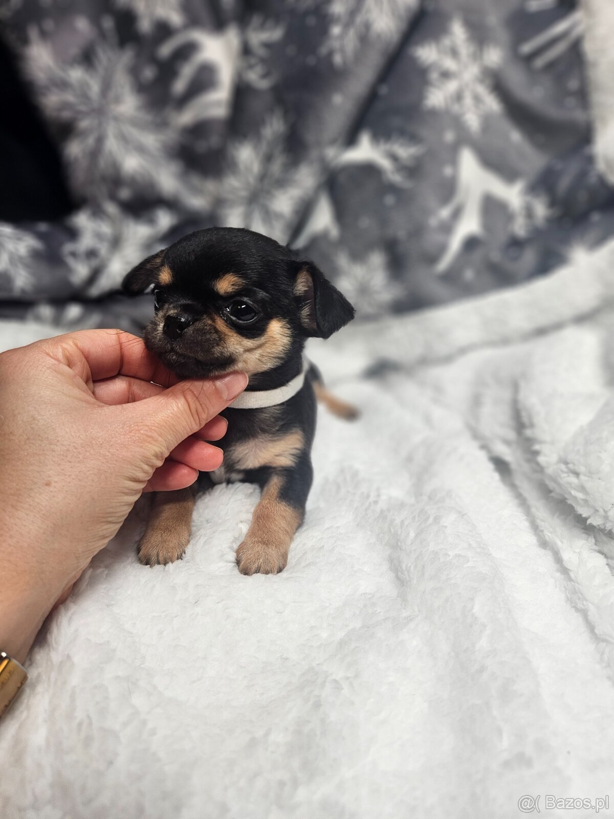 Dziewczynka chihuahua - 8