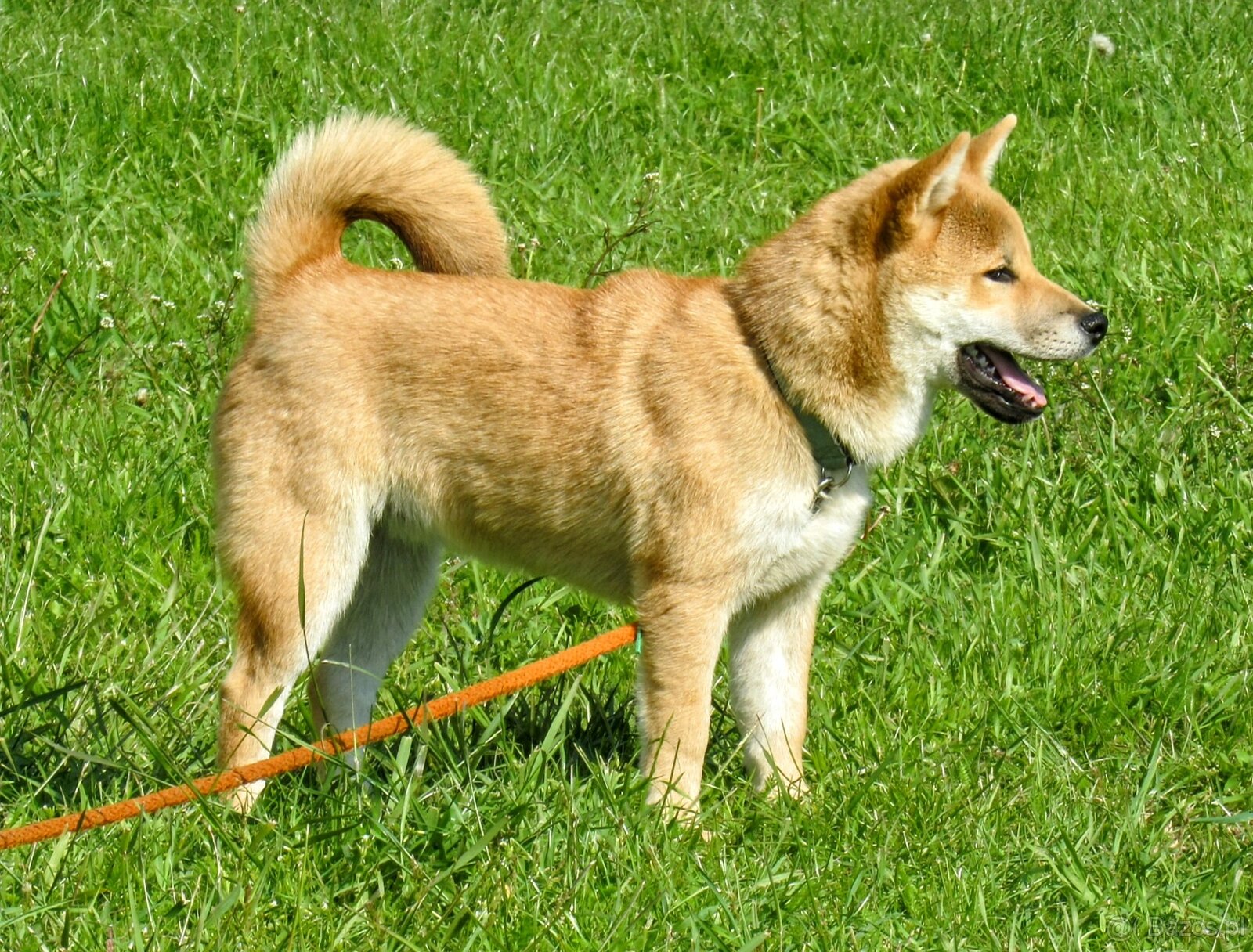 Shiba Inu, czerwony piesek - 8