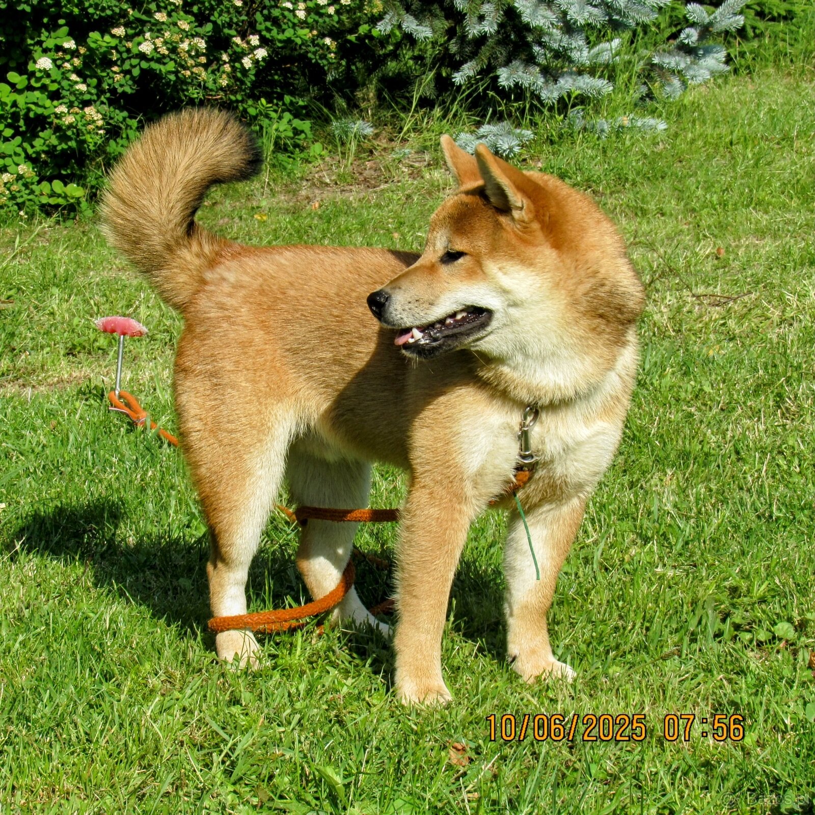 Shiba Inu - najstarszy w miocie czerwony piesek - 8