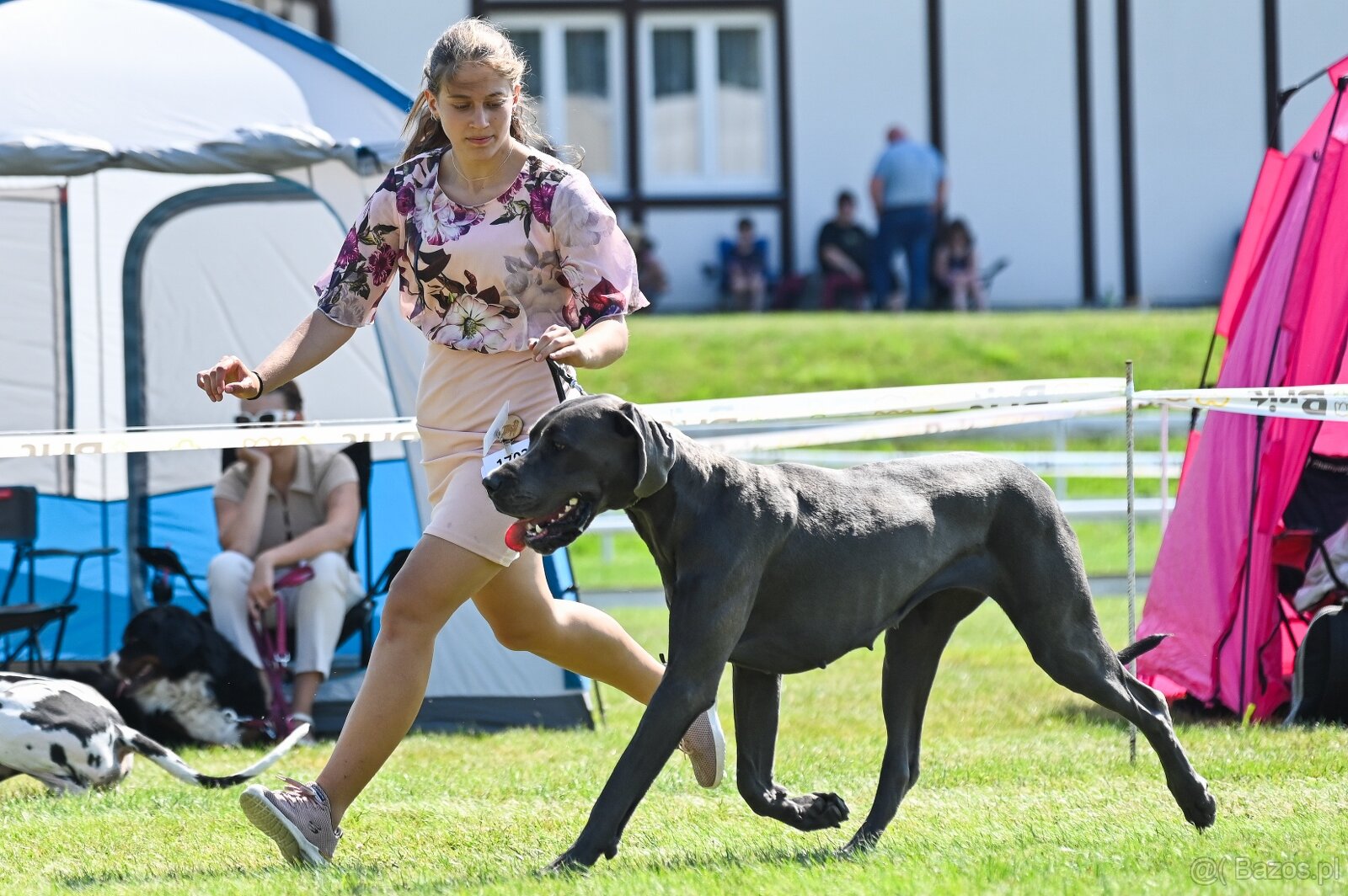 Niebieski dog niemiecki 💙🐾 o doskonałym rodowodzie - 8
