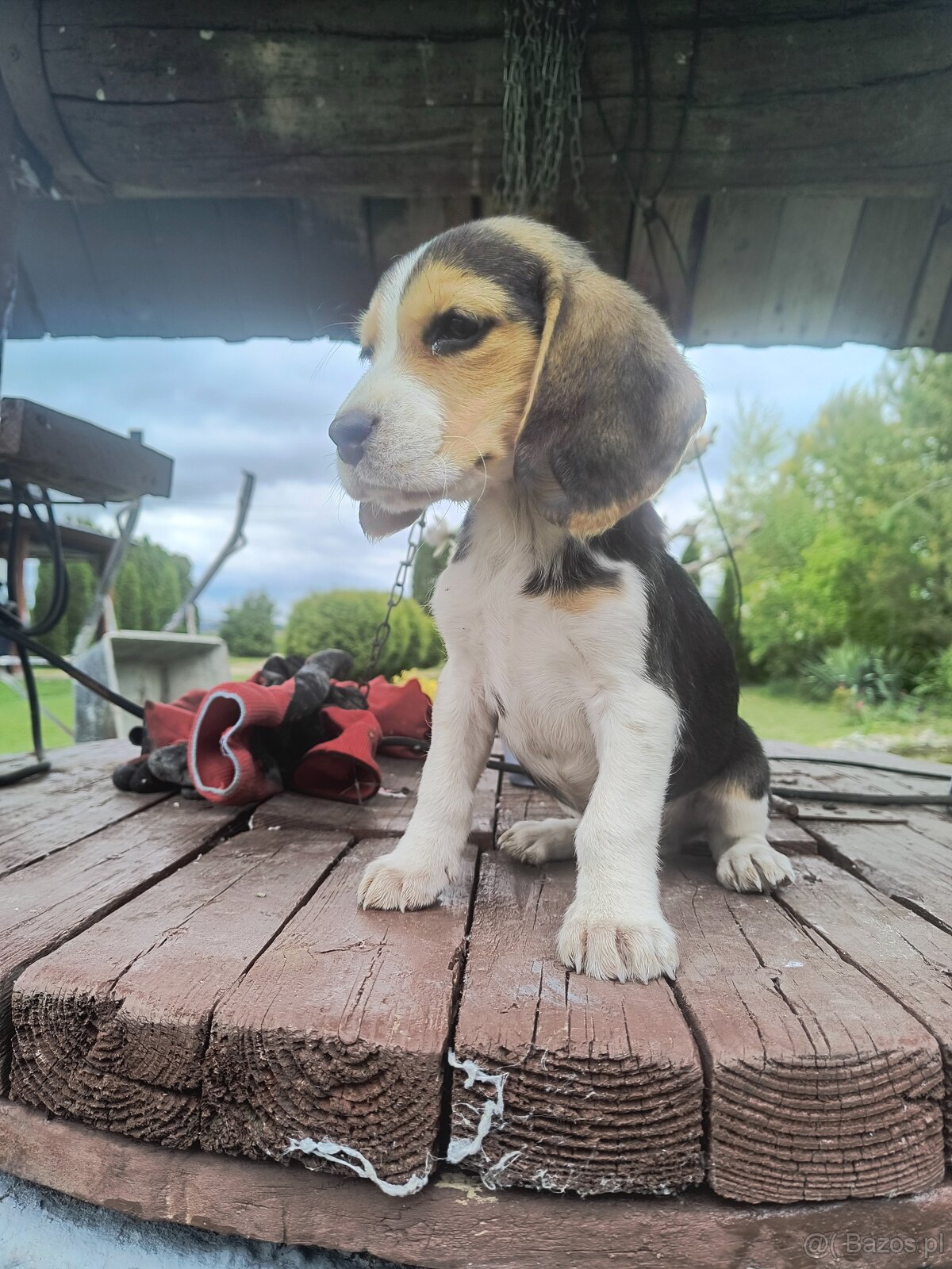 Beagle tricolor - 8