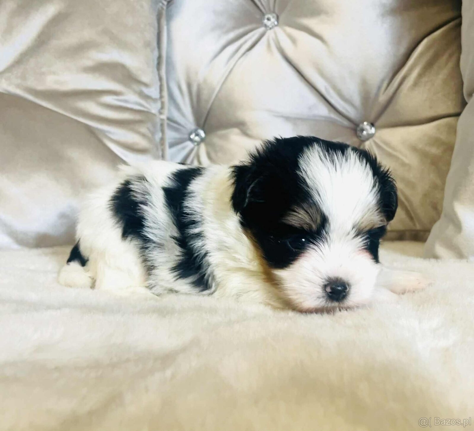 York Biewer - maleńki piękny chłopczyk. luxusowy. - 8