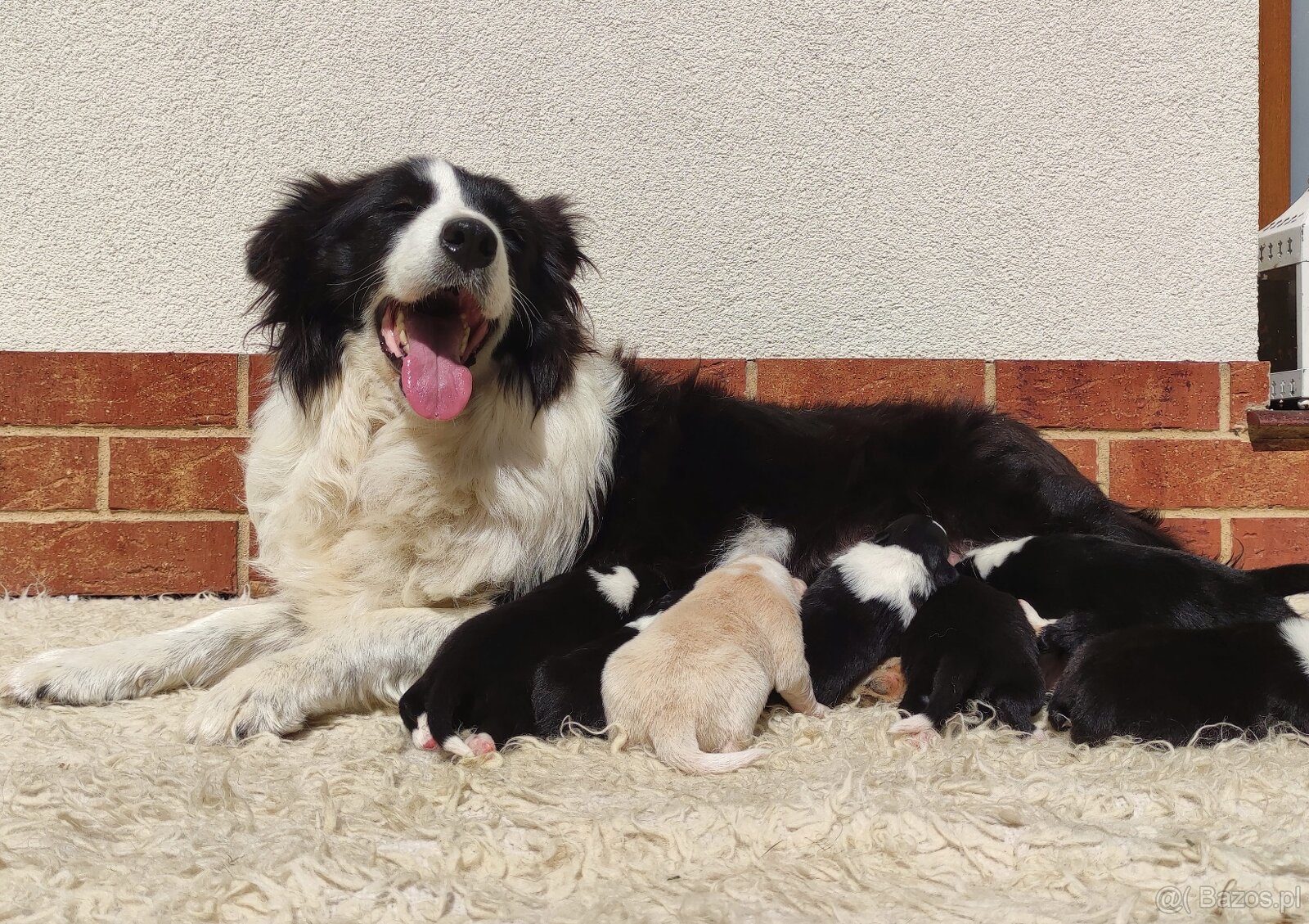 Pies ee-red BORDER COLLIE - pełna dok. REZERWACJE - 8