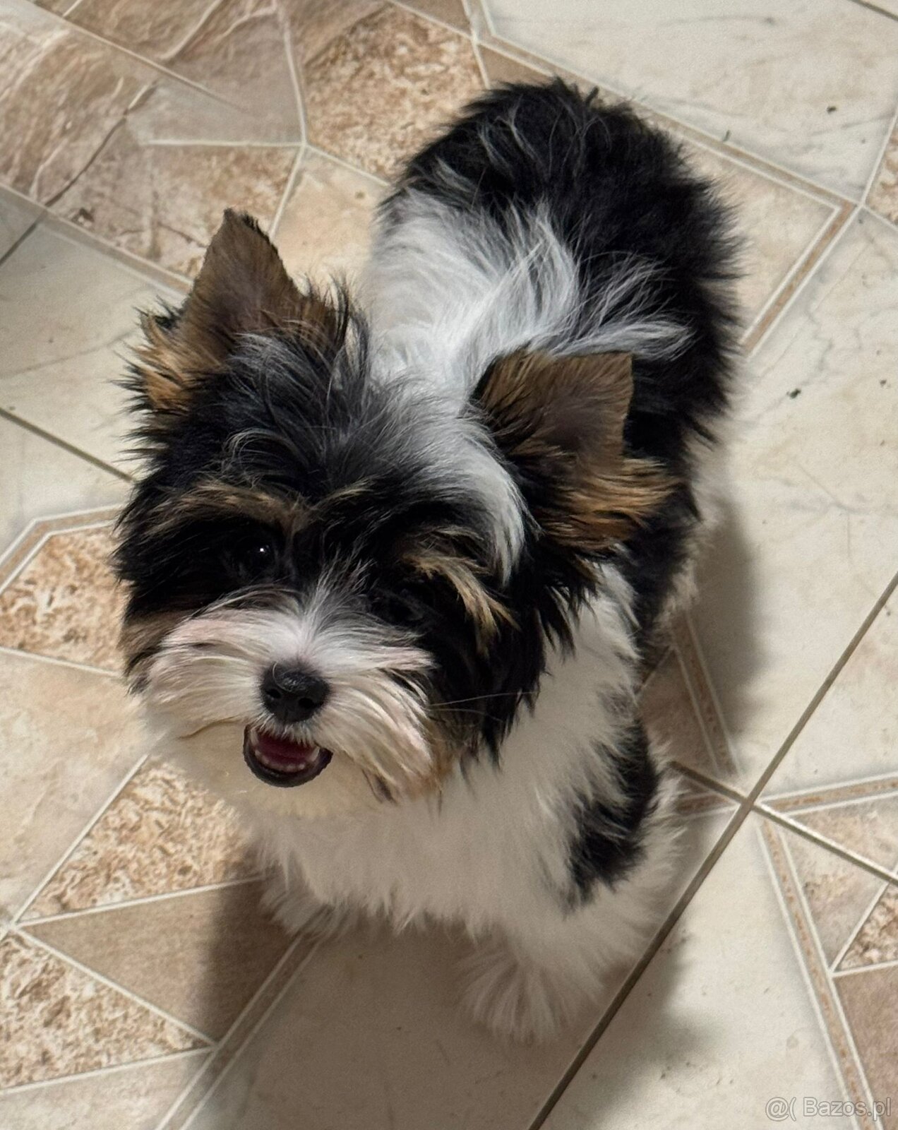 Suczka Biewer Yorkshire Terrier FCI / ZKwP - 8