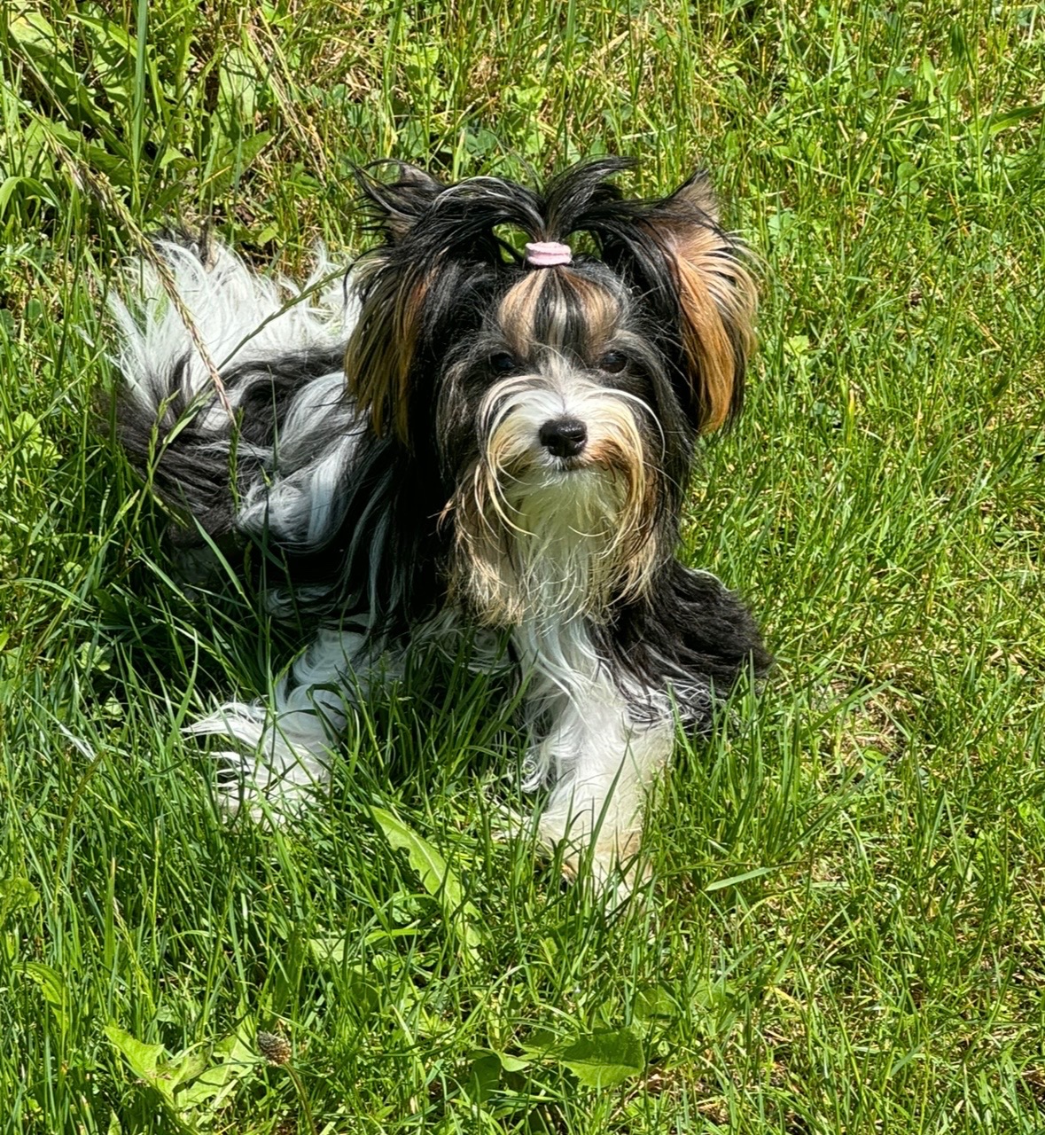 Suczka Biewer Yorkshire Terrier FCI / ZKwP - 8