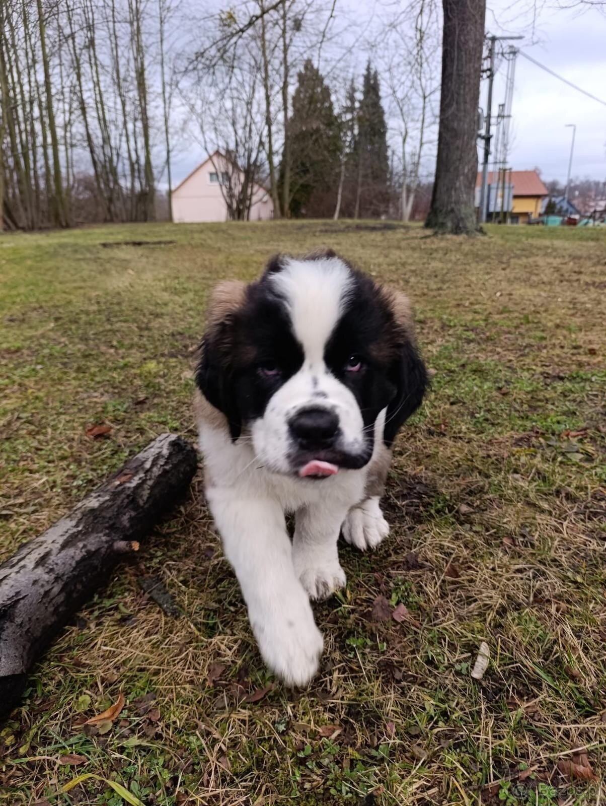 Bernardyn-szczenięta - 8