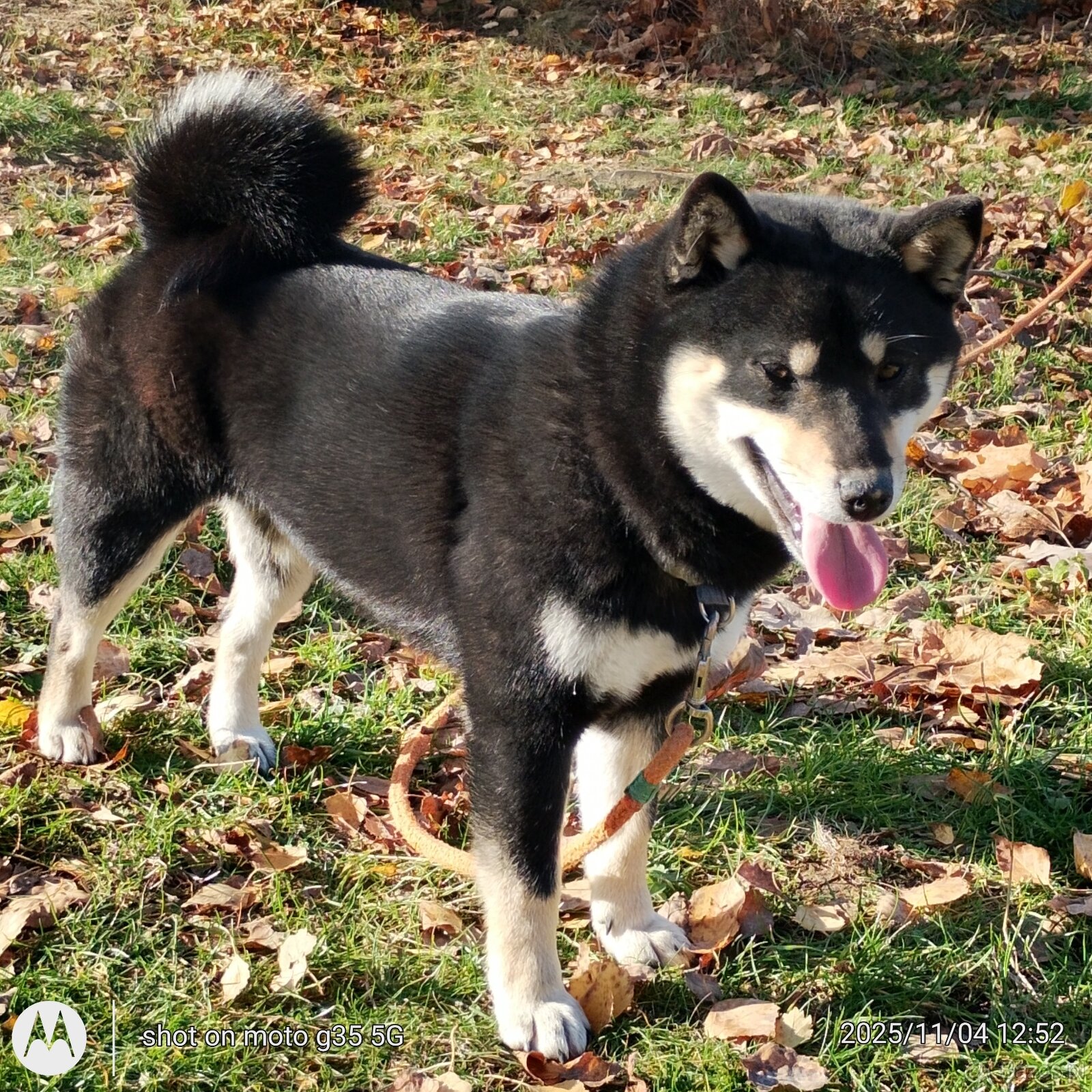 Shiba Inu, roczna suczka, czarna-podpalana - 8