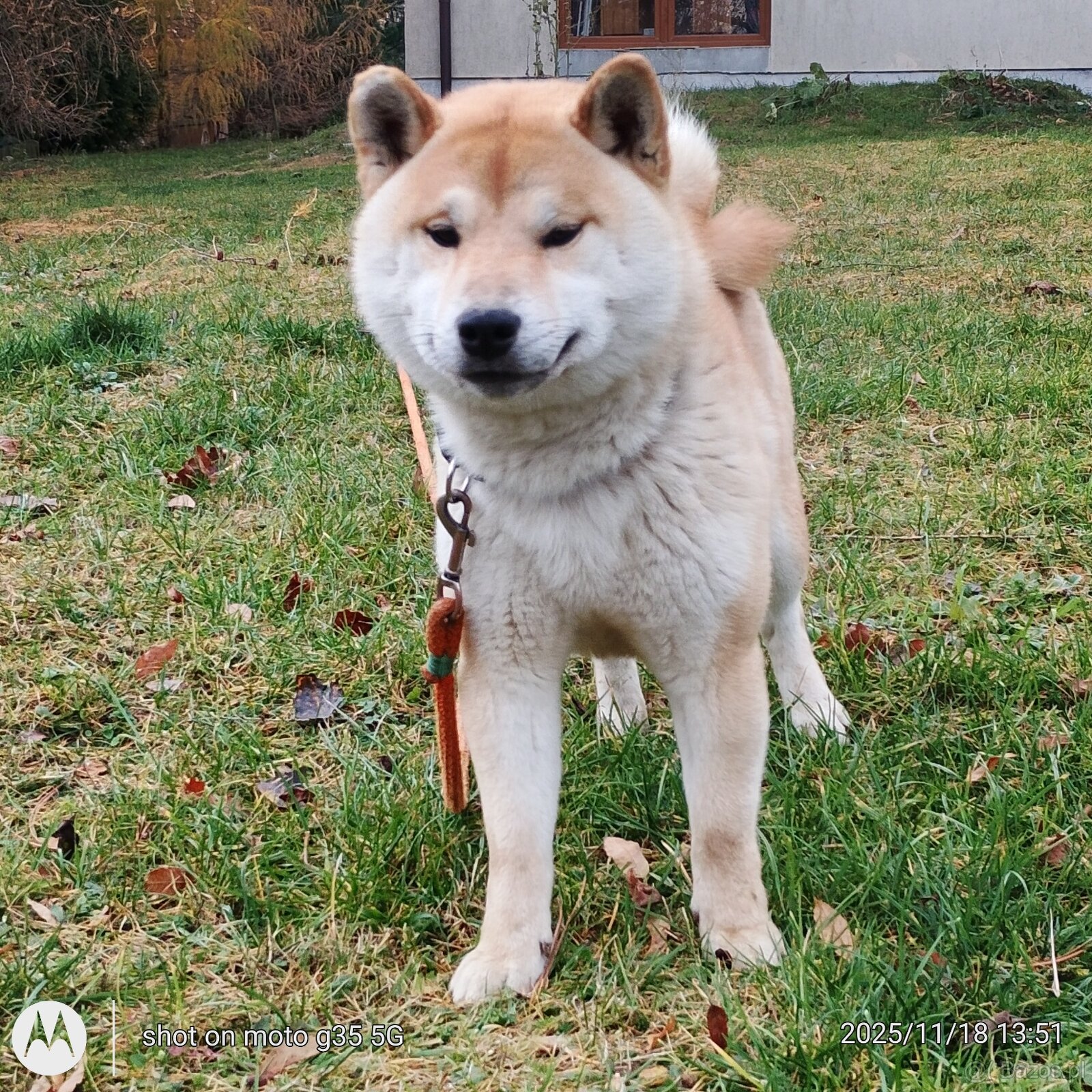 Shiba Inu czerwony sympatyczny piesek - 8