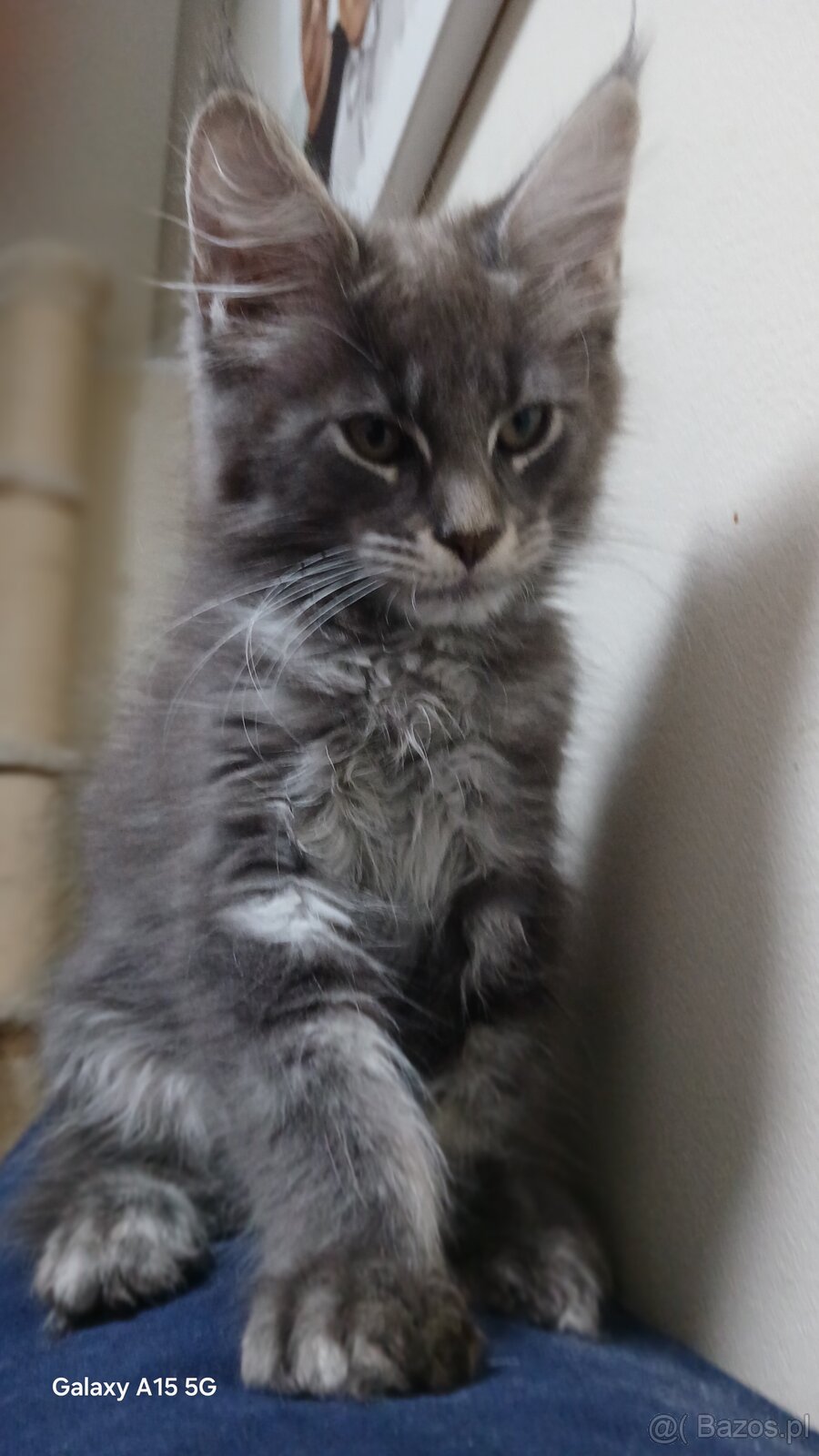 Maine coon FPL - 8