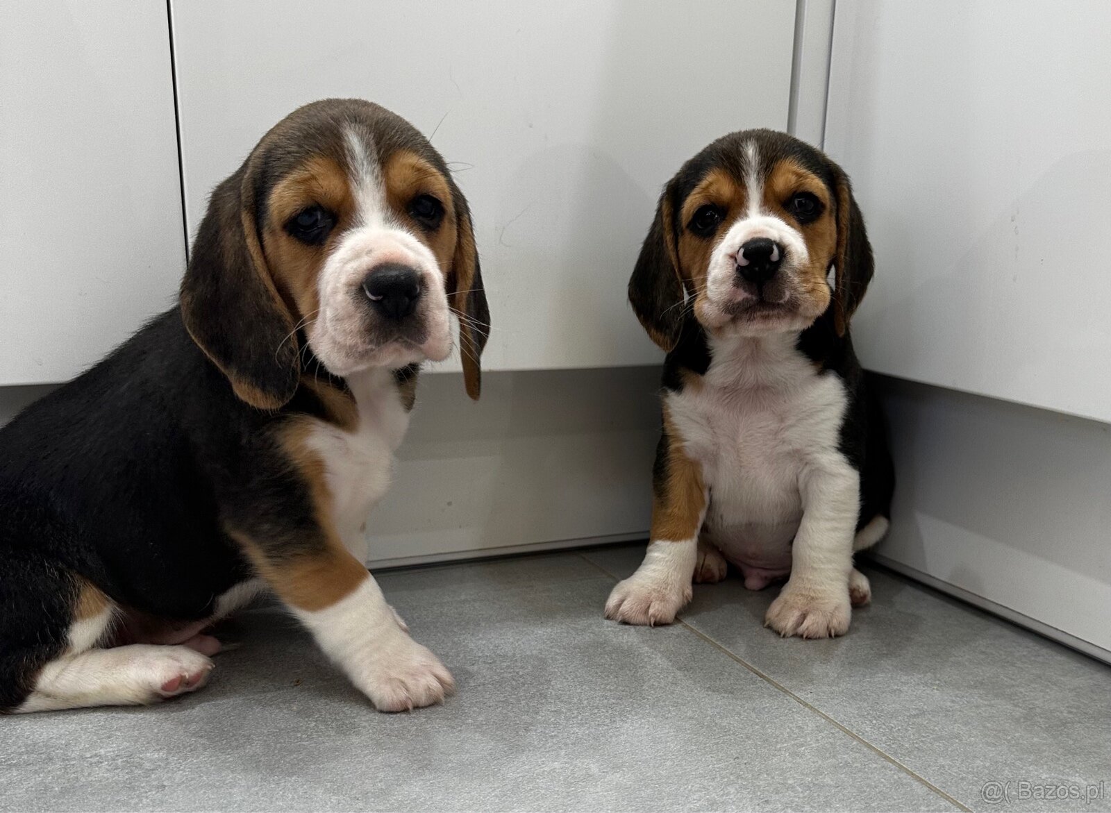 Beagle szczeniak - 8