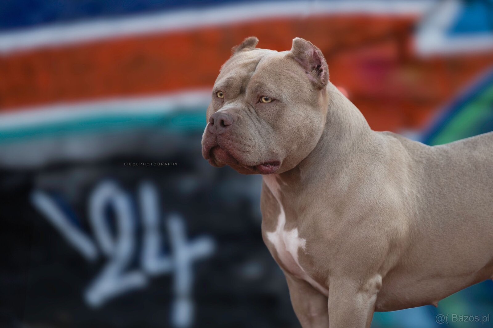 American bully - 8